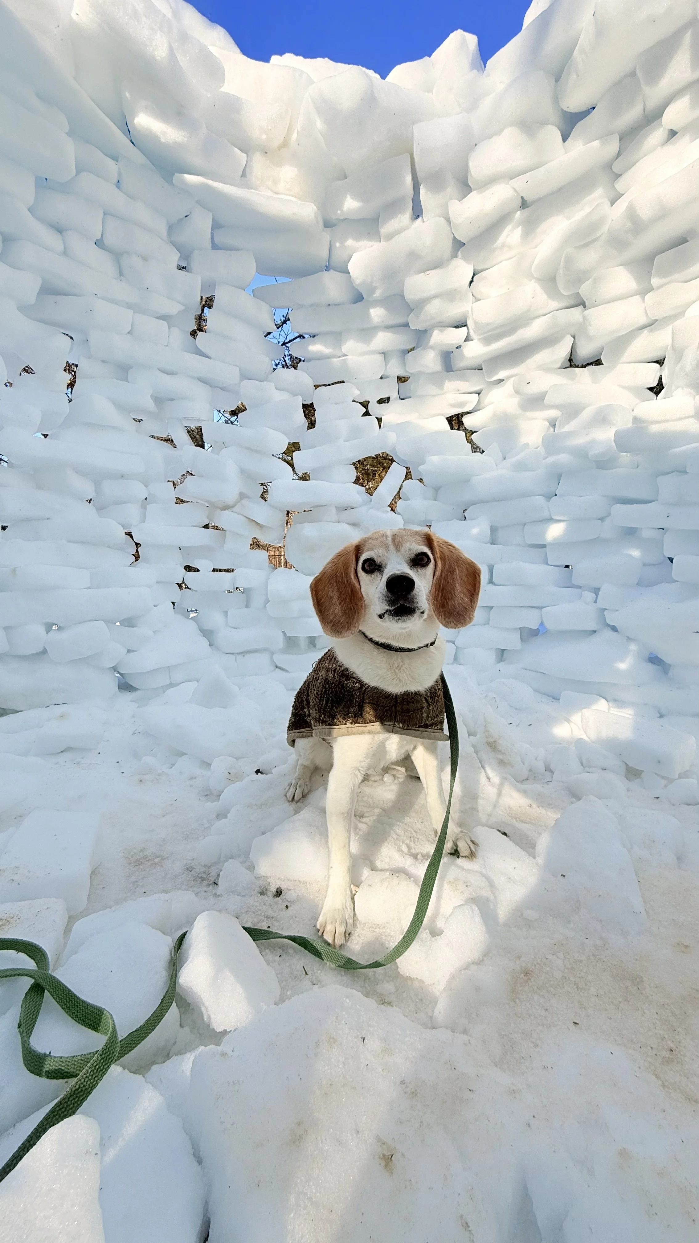 Basil, a beagle wearing a brown coat, is sitting on the snow in front of a large ice wall. Lakelands, Gaithersburg, MD.