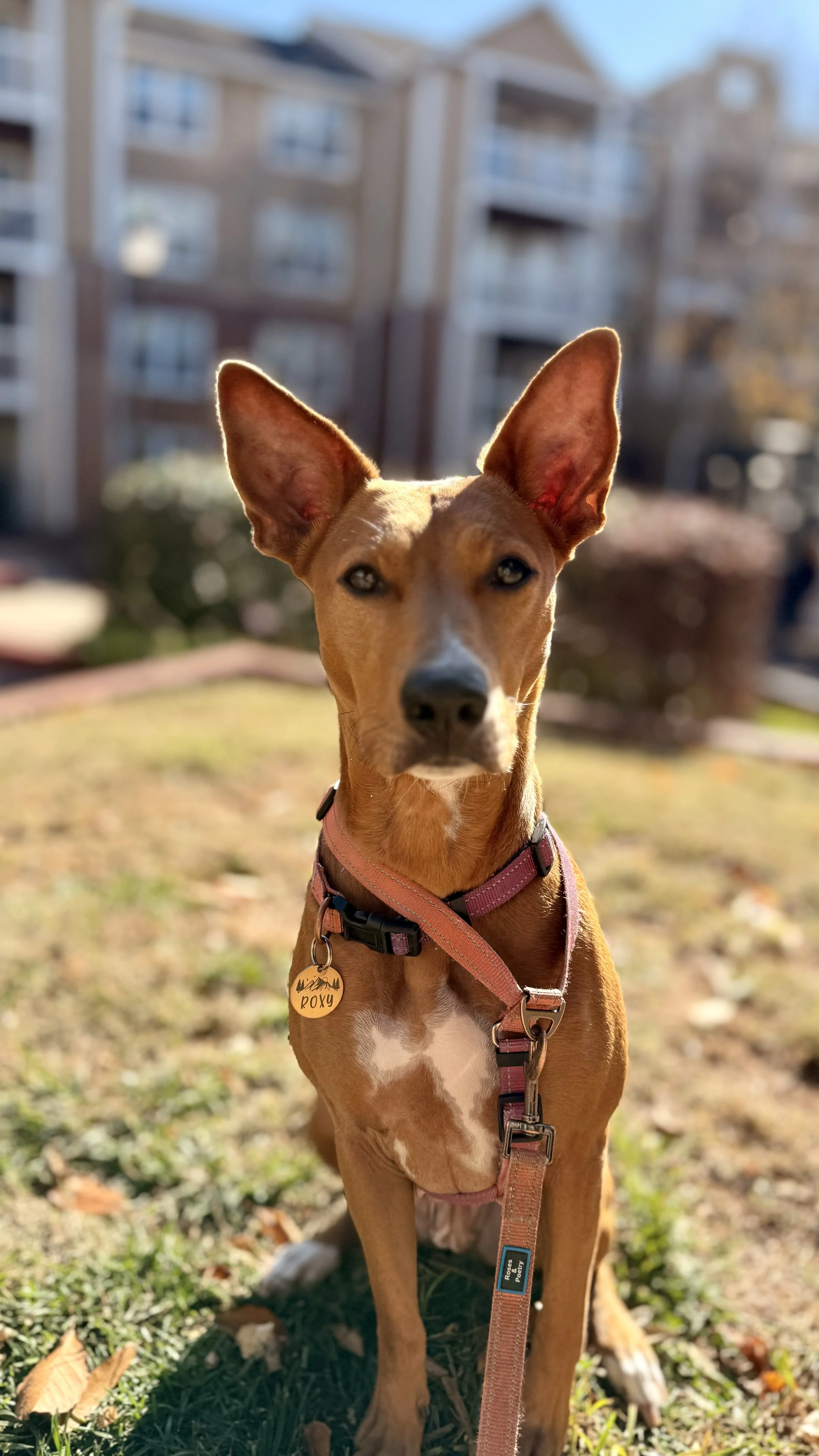 A brown dog with large ears sitting outside on grass with a flower tag reading 'Roxy', wearing a pink harness and leash, in front of apartment buildings on a sunny day.