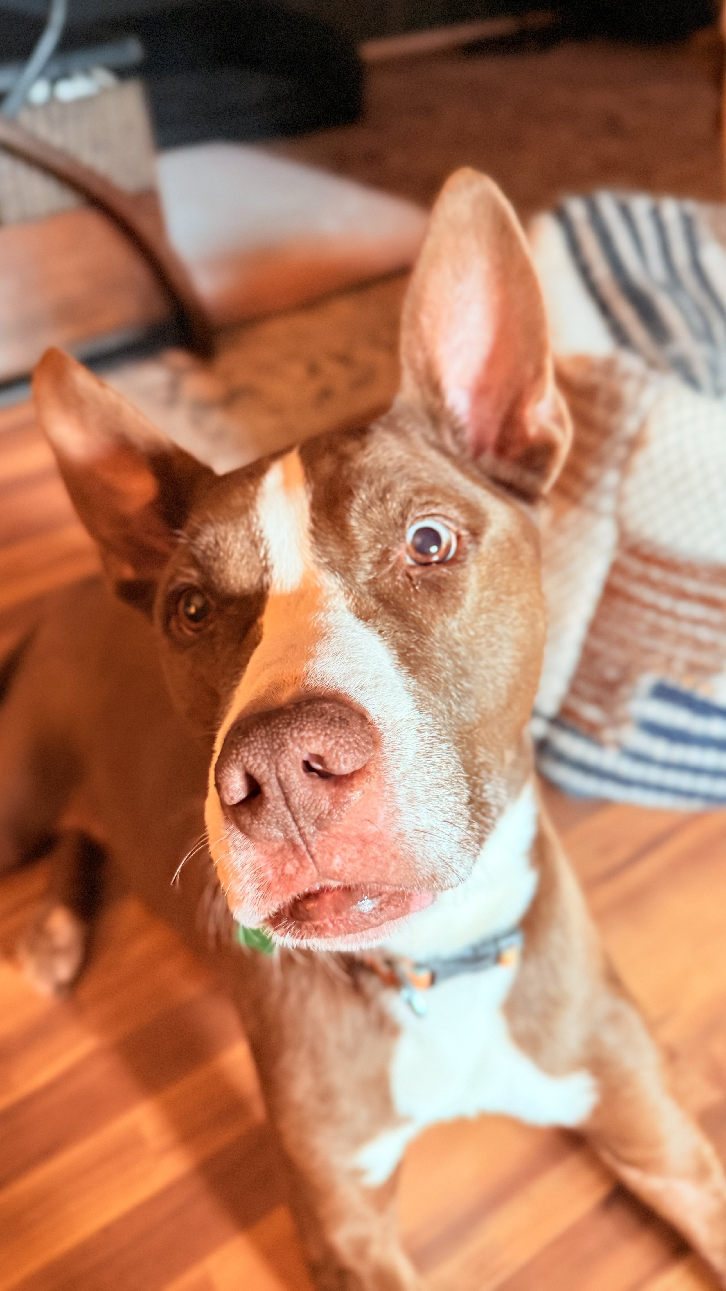 A brown and white dog with one blue eye and one brown eye, sitting on a wooden floor, looking up at the camera.