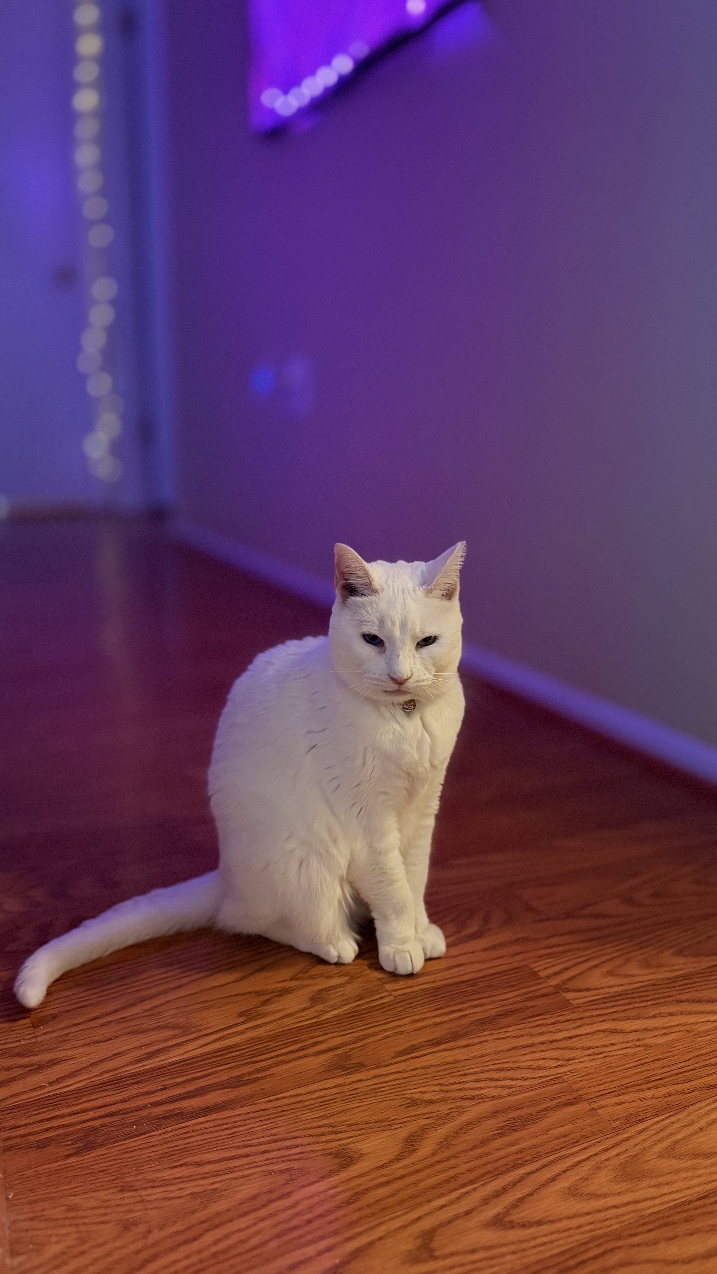 A white cat with blue eyes sitting on a wooden floor in a room illuminated by purple and blue LED lights.