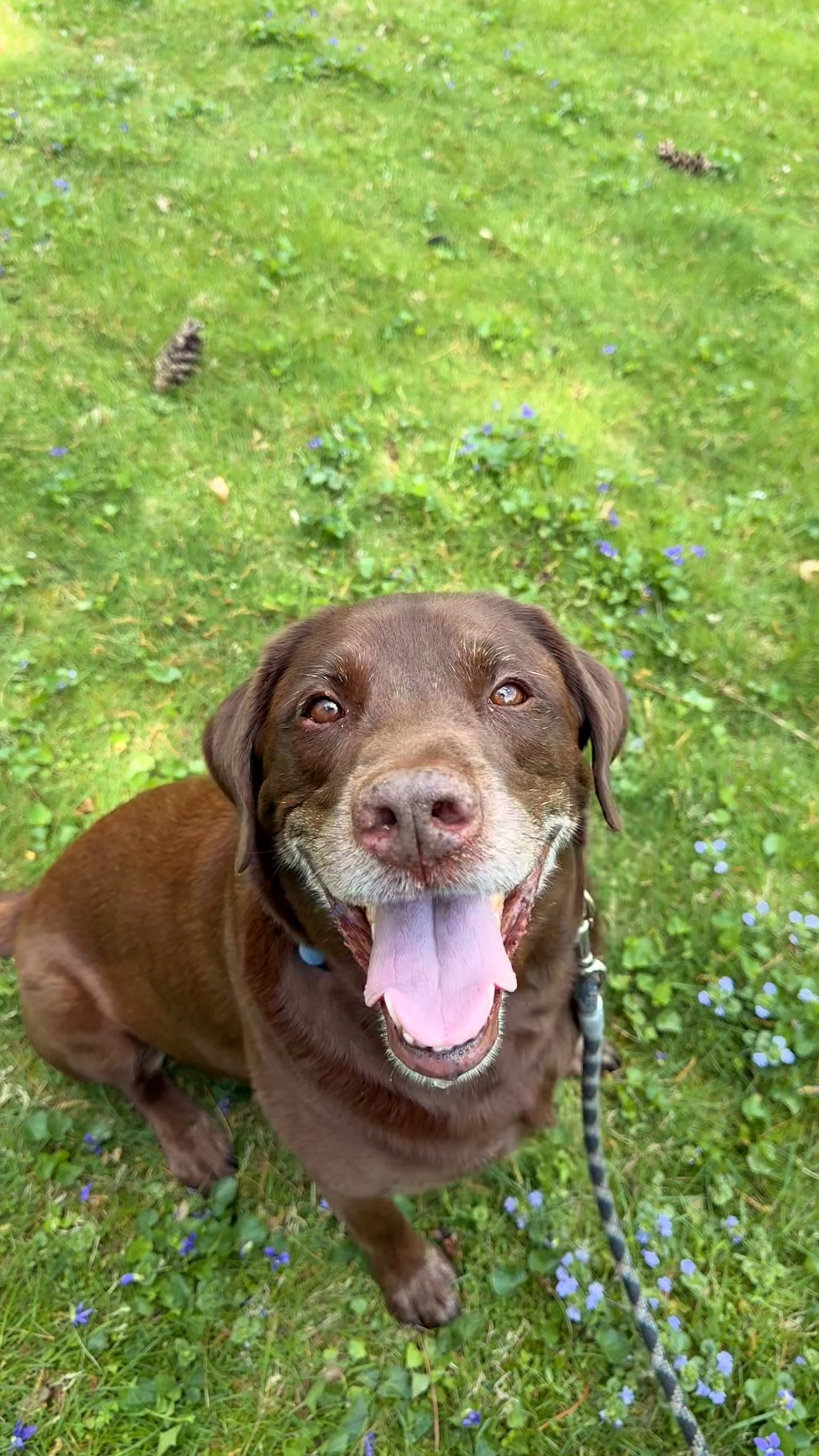Cal is a happy chocolate Labrador, tongue out, standing on green grass with small purple flowers, looking up at the camera in Gaithersburg, MD.