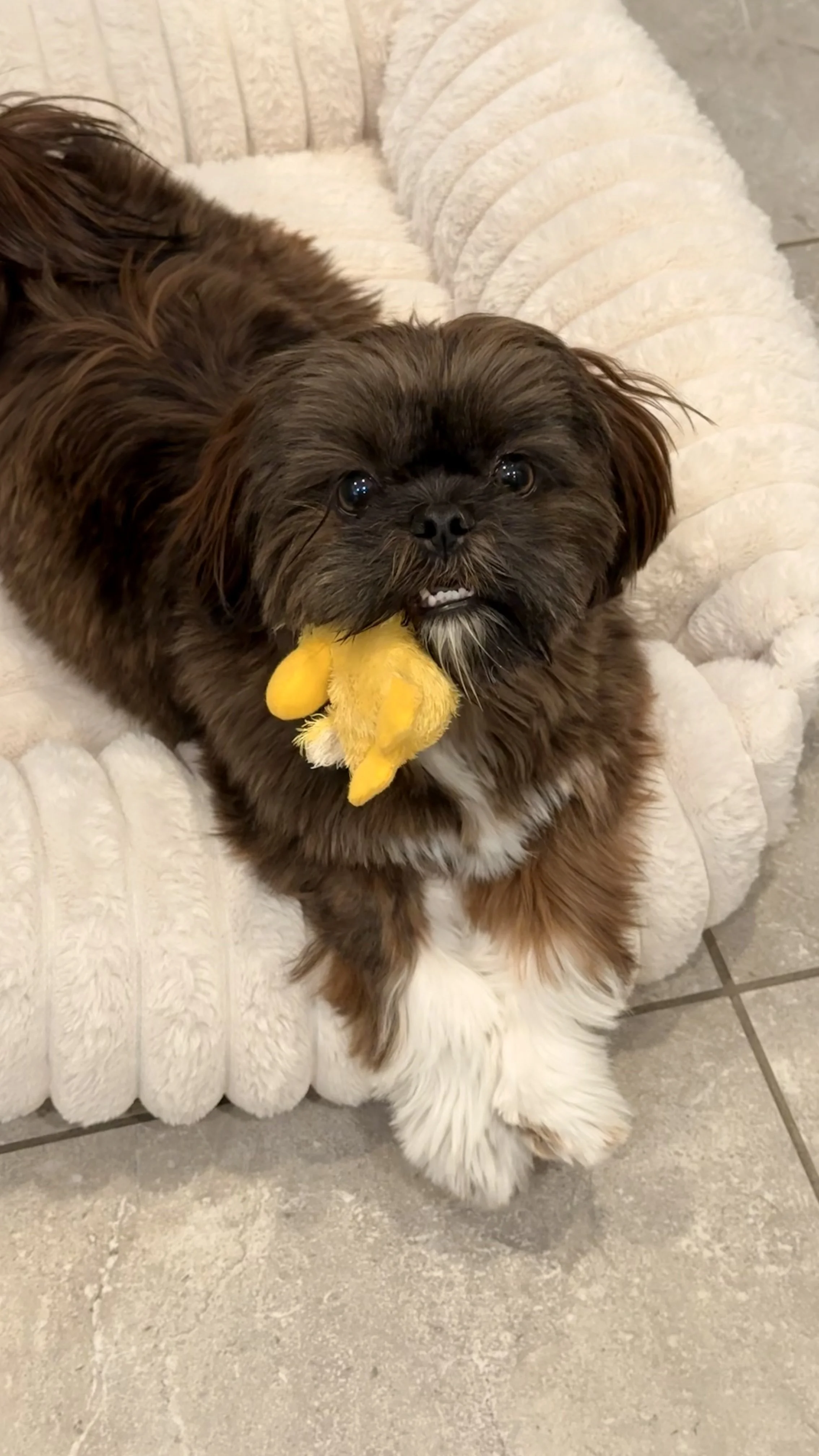 Phyllis, a fluffy brown and white dog lying on a plush, playing with a yellow toy in her mouth during a 15-minute drop-in visit in North Potomac, MD. 