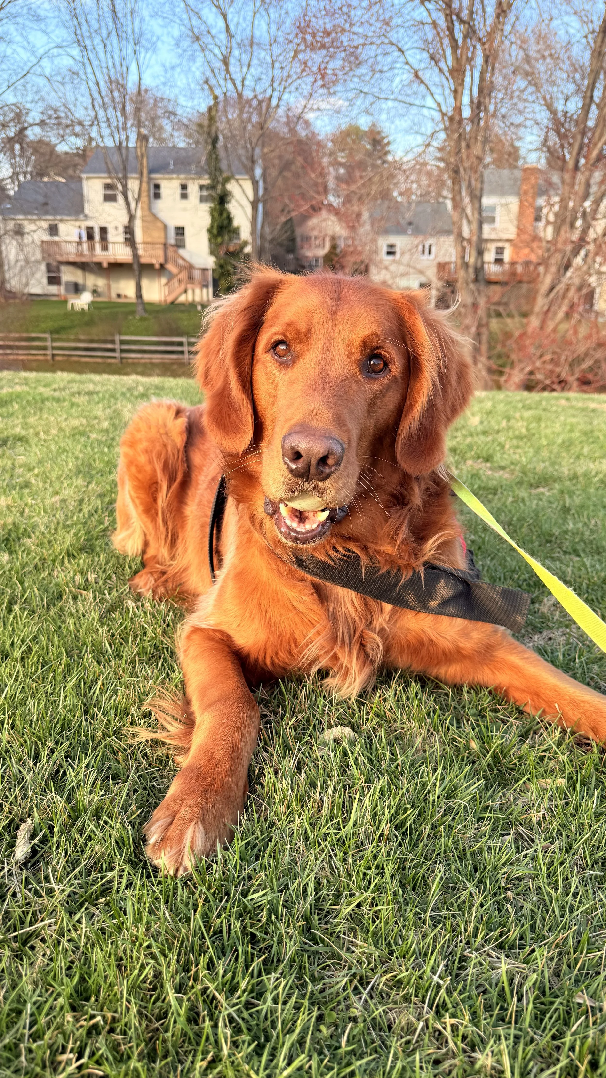 A golden retriever mix dog lying on grass outdoors with houses and trees in the background, during sunset.