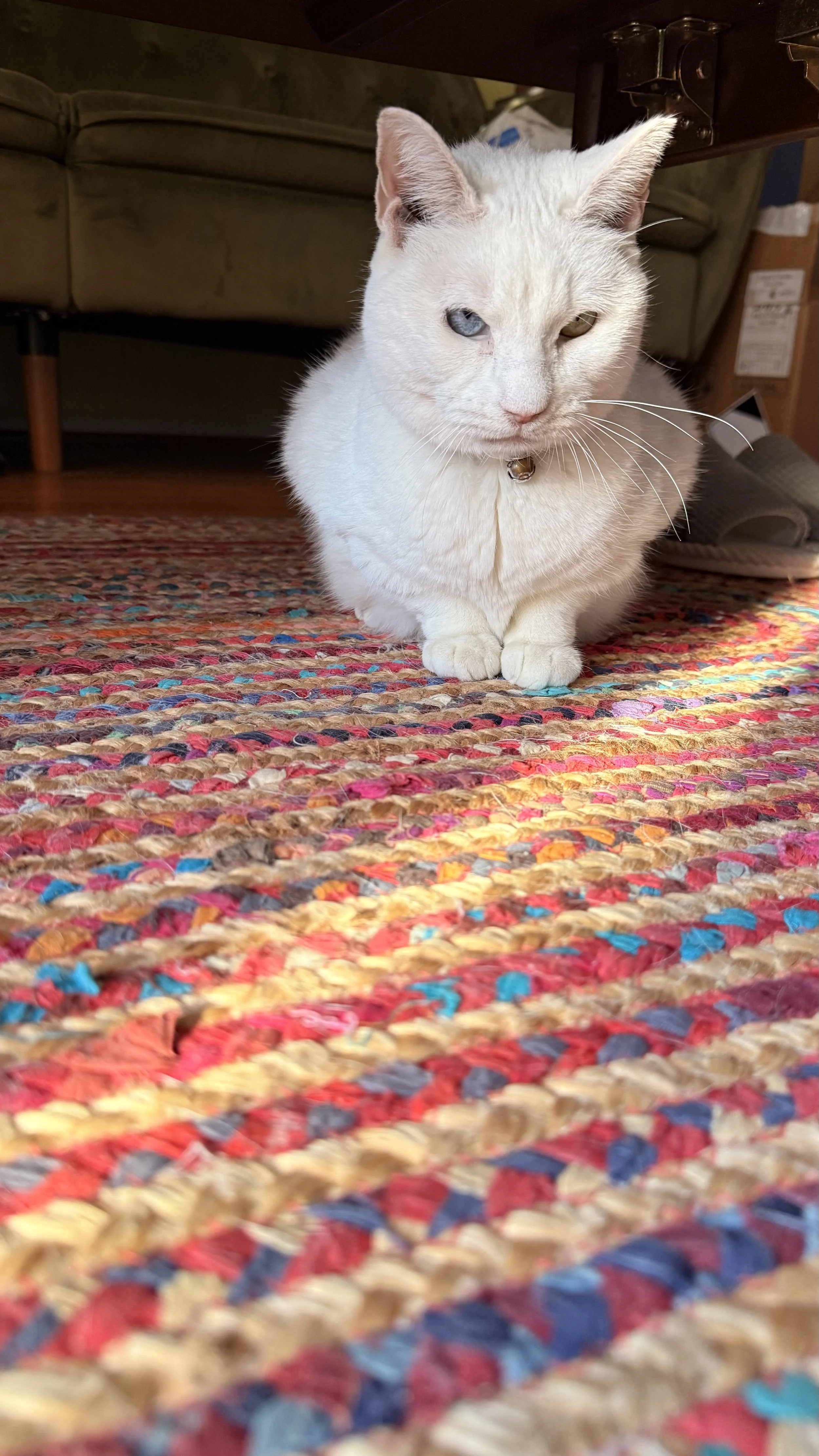 White cat with heterochromatic eyes, one blue and one yellow, sitting on a colorful woven rug. The cat is wearing a bell collar and is under a wooden table.