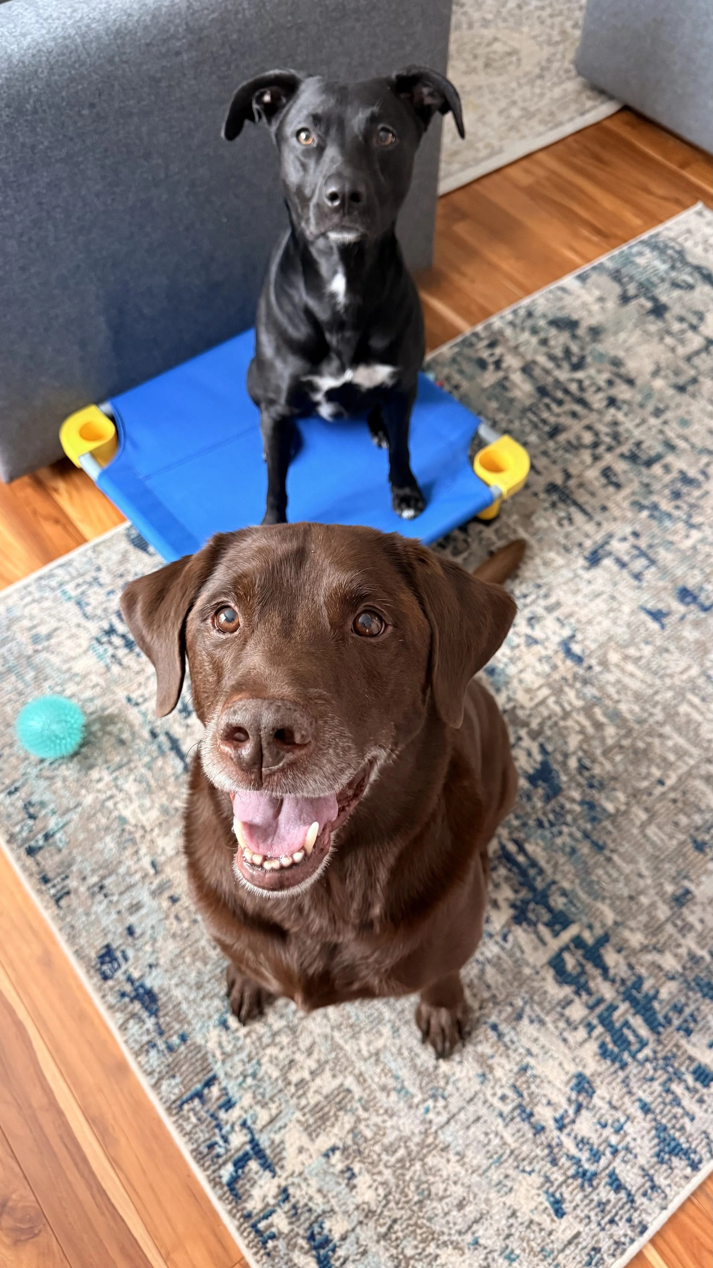 Two dogs indoors, one black with a white patch sitting on a blue elevated dog bed, and one brown with a happy expression sitting on a patterned rug.