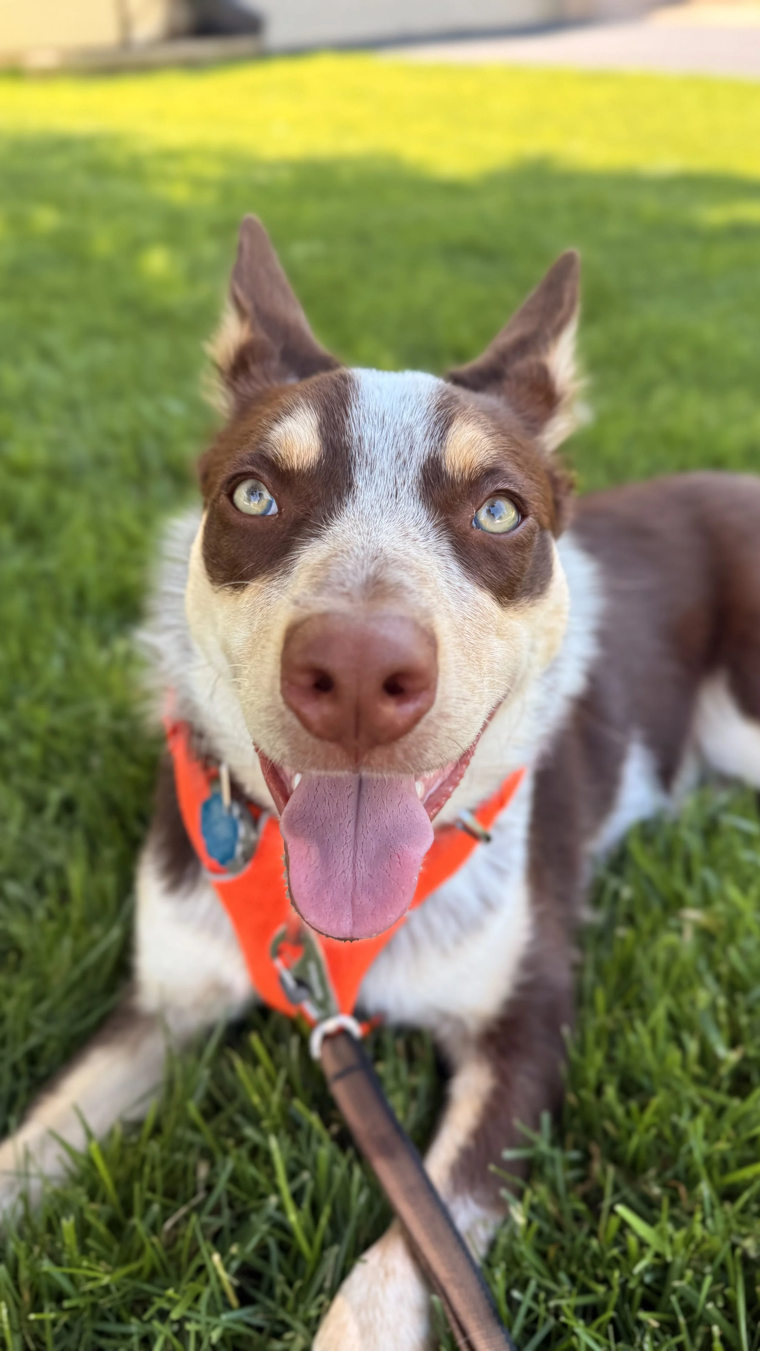 Dog walker in Gaithersburg, MD. Dog walker in Kentlands.