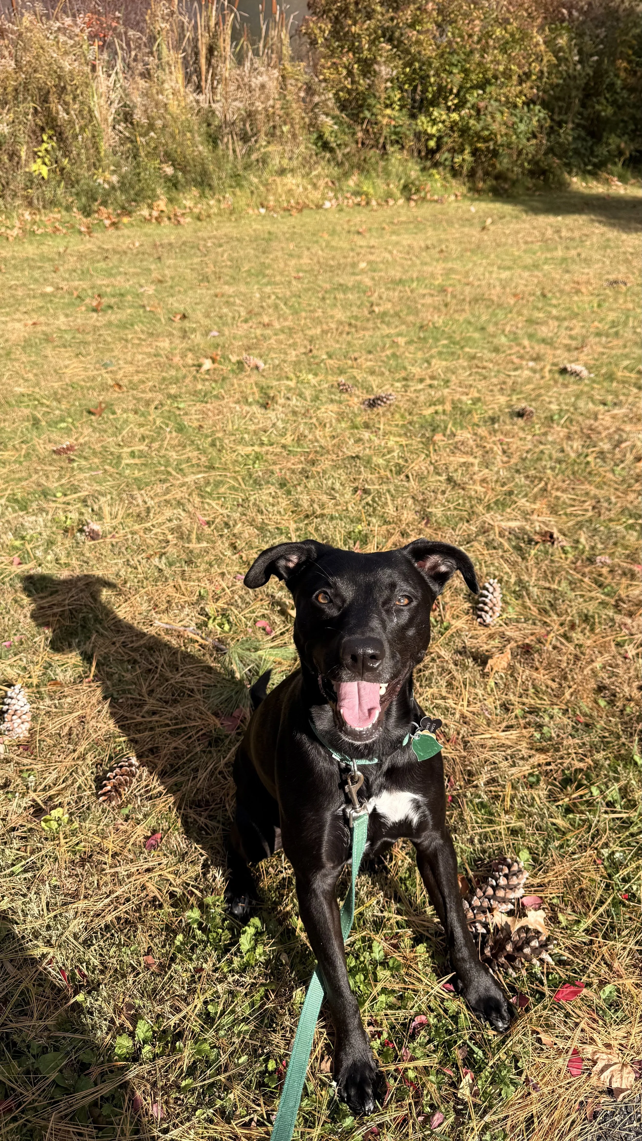 A black dog with a white chest sitting on grass with scattered pinecones and trees in the background, enjoying a sunny day.