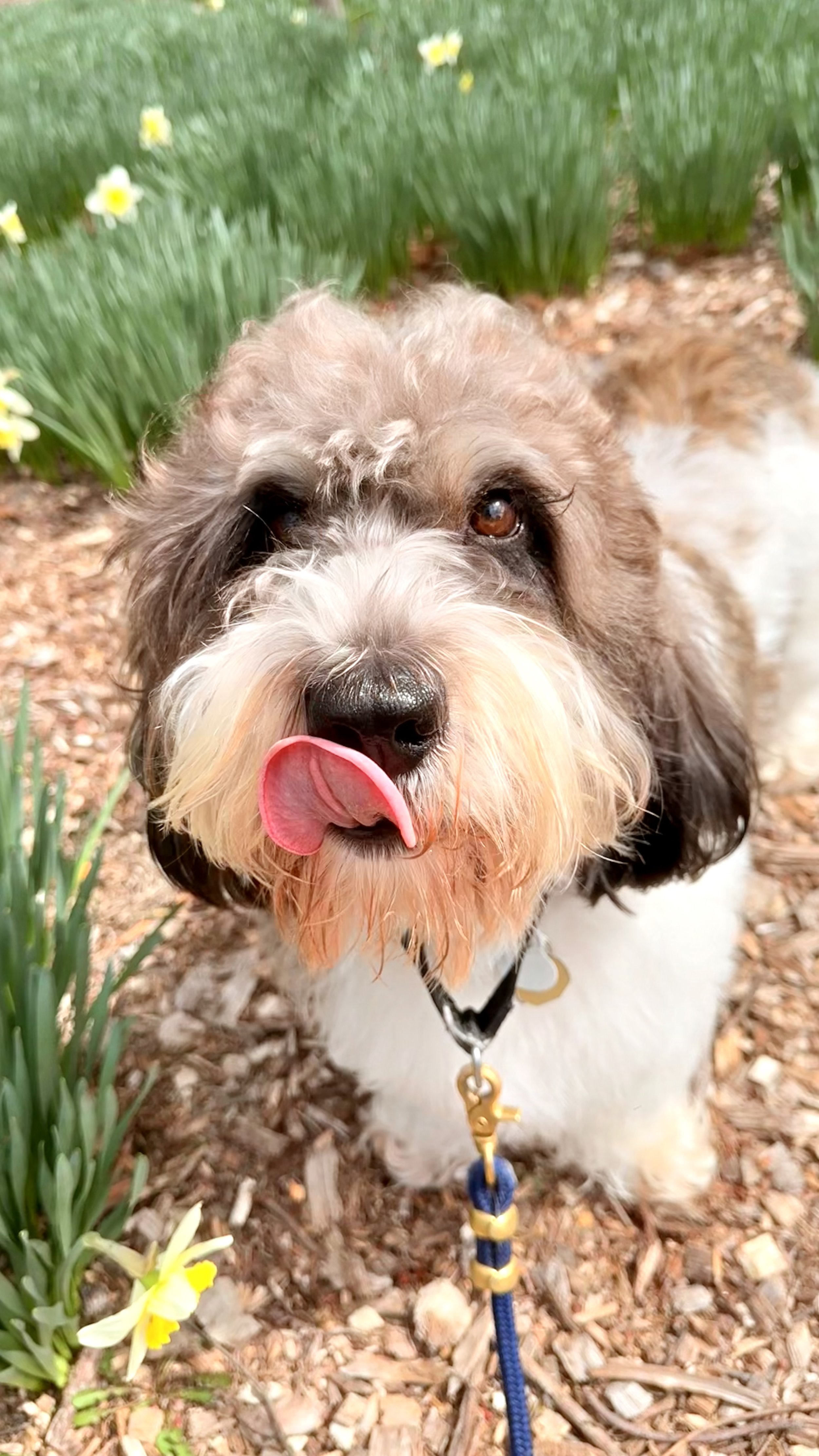 A furry dog with brown and white fur, licking its nose, standing on a gravel path next to green plants and yellow flowers.