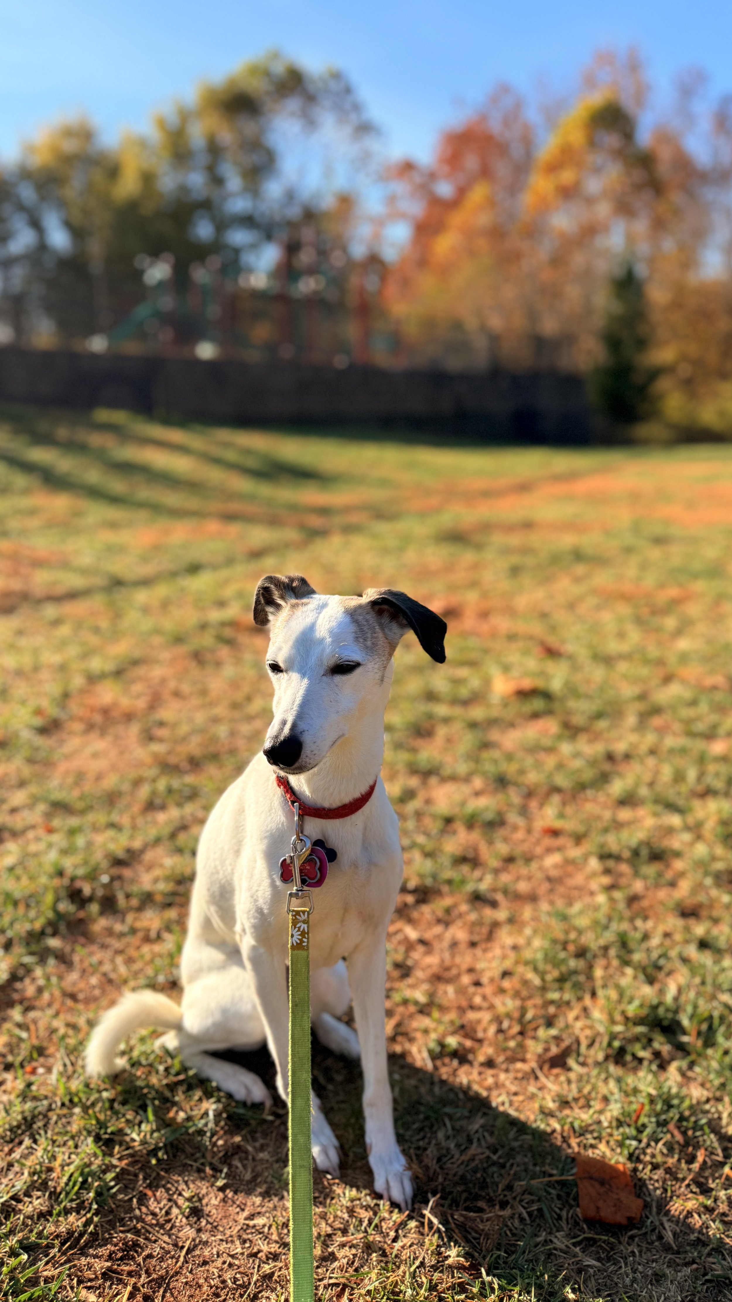 A small white dog with black ears sitting on a grassy field with autumn trees in the background on a sunny day.