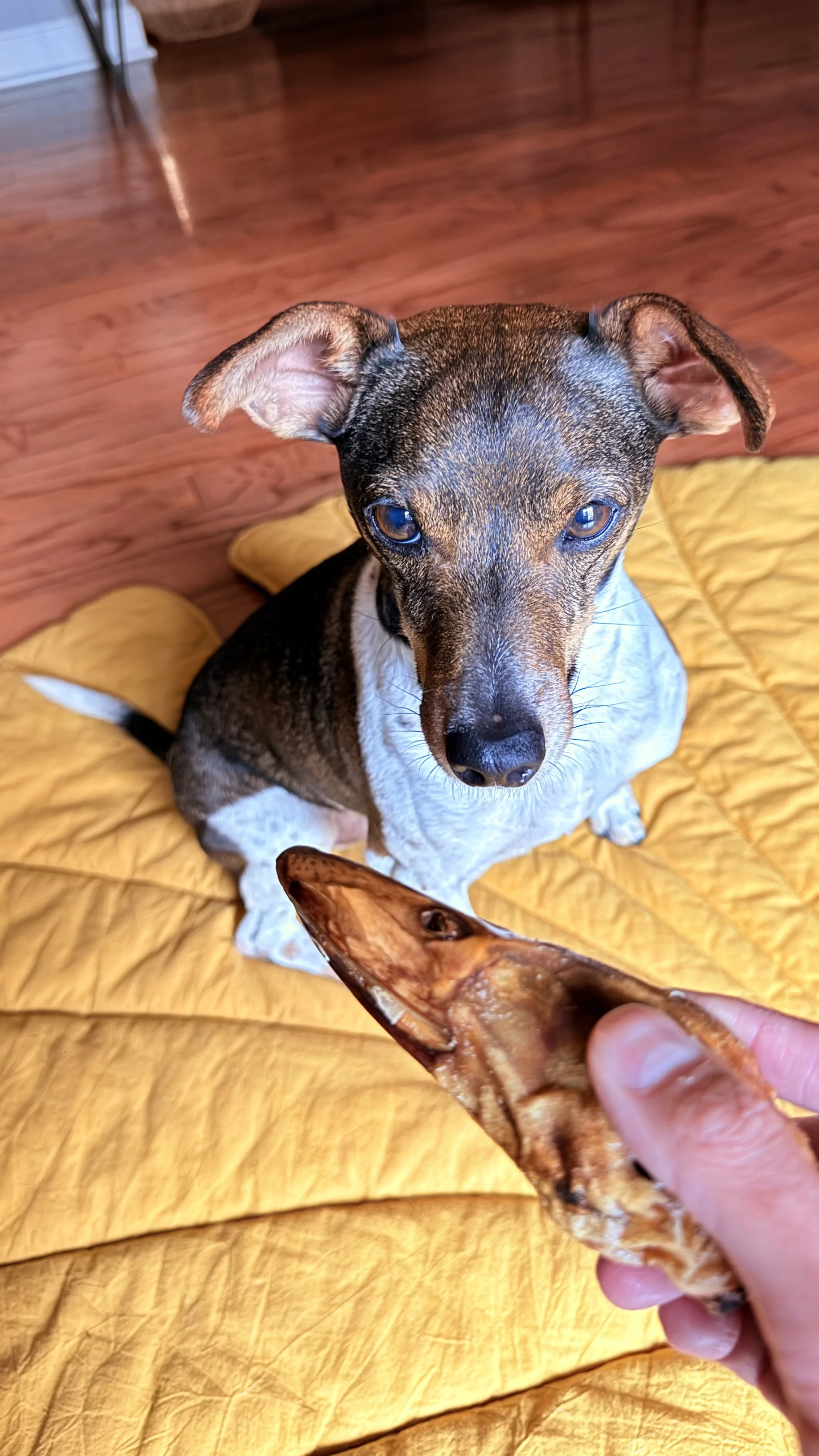 A dog sitting on a yellow quilted blanket, looking at a person's hand holding a dried fish.