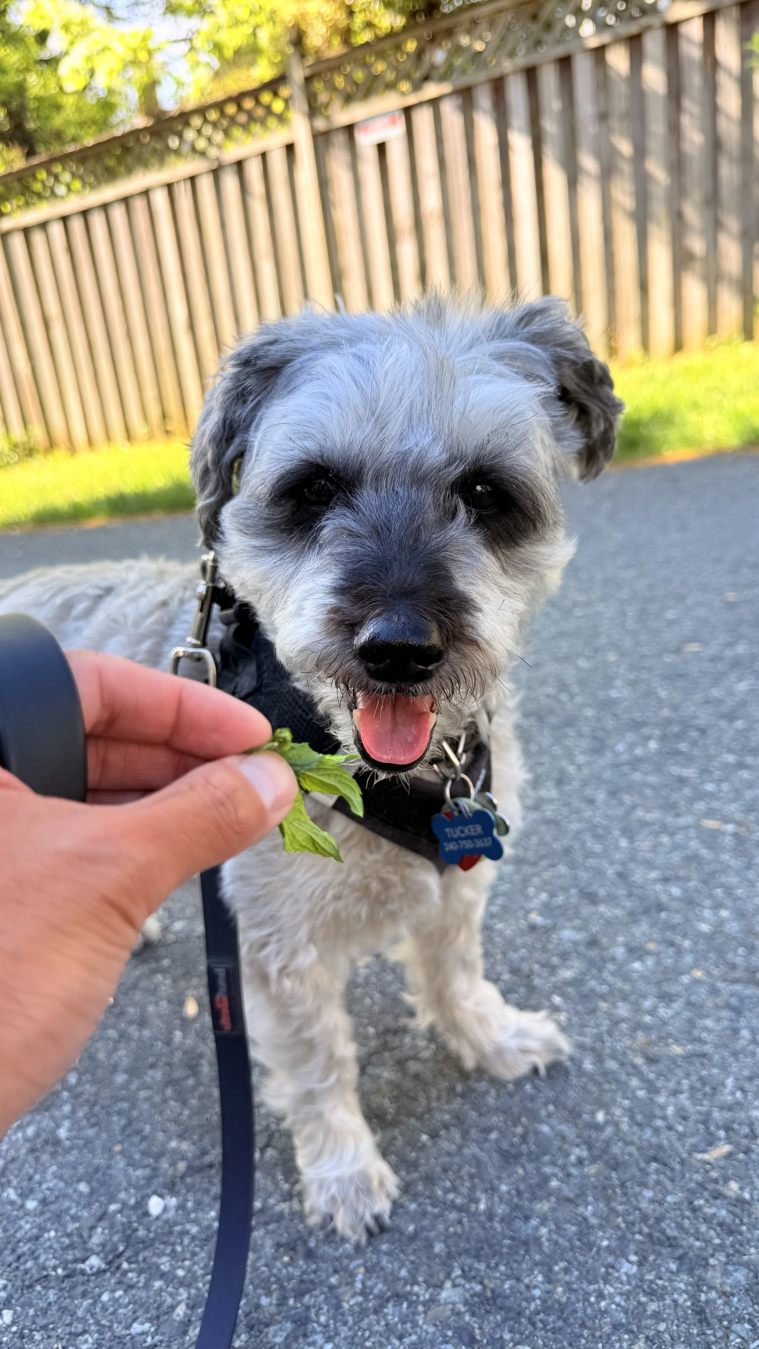 Tucker is enjoying the fresh scent of mint picked from a neighbor's garden in the Kentlands in Gaithersburg, MD, during his 15-minute walk. 