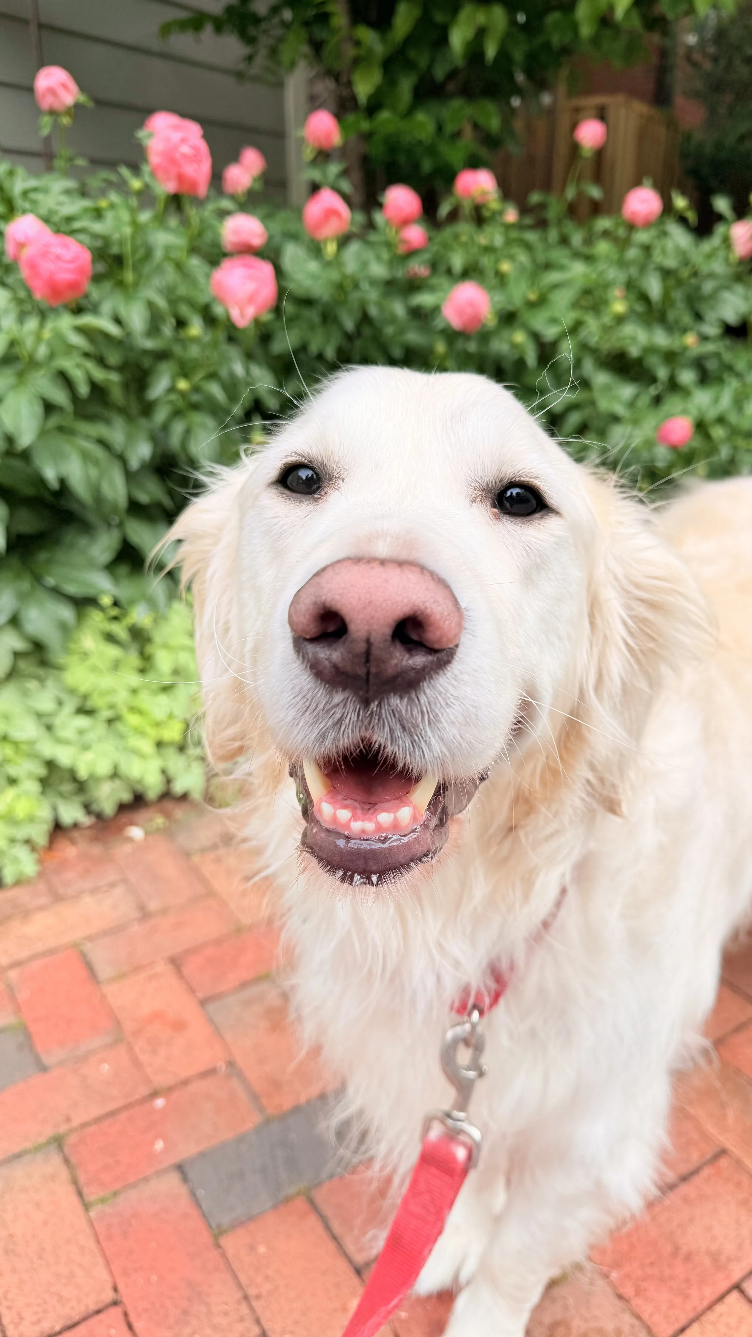 Cooper, a golden retriever with a pink nose, smiling, standing on a brick pathway with pink penonies flowers by the Kentlands Mansion in Gaithersburg, MD. 
