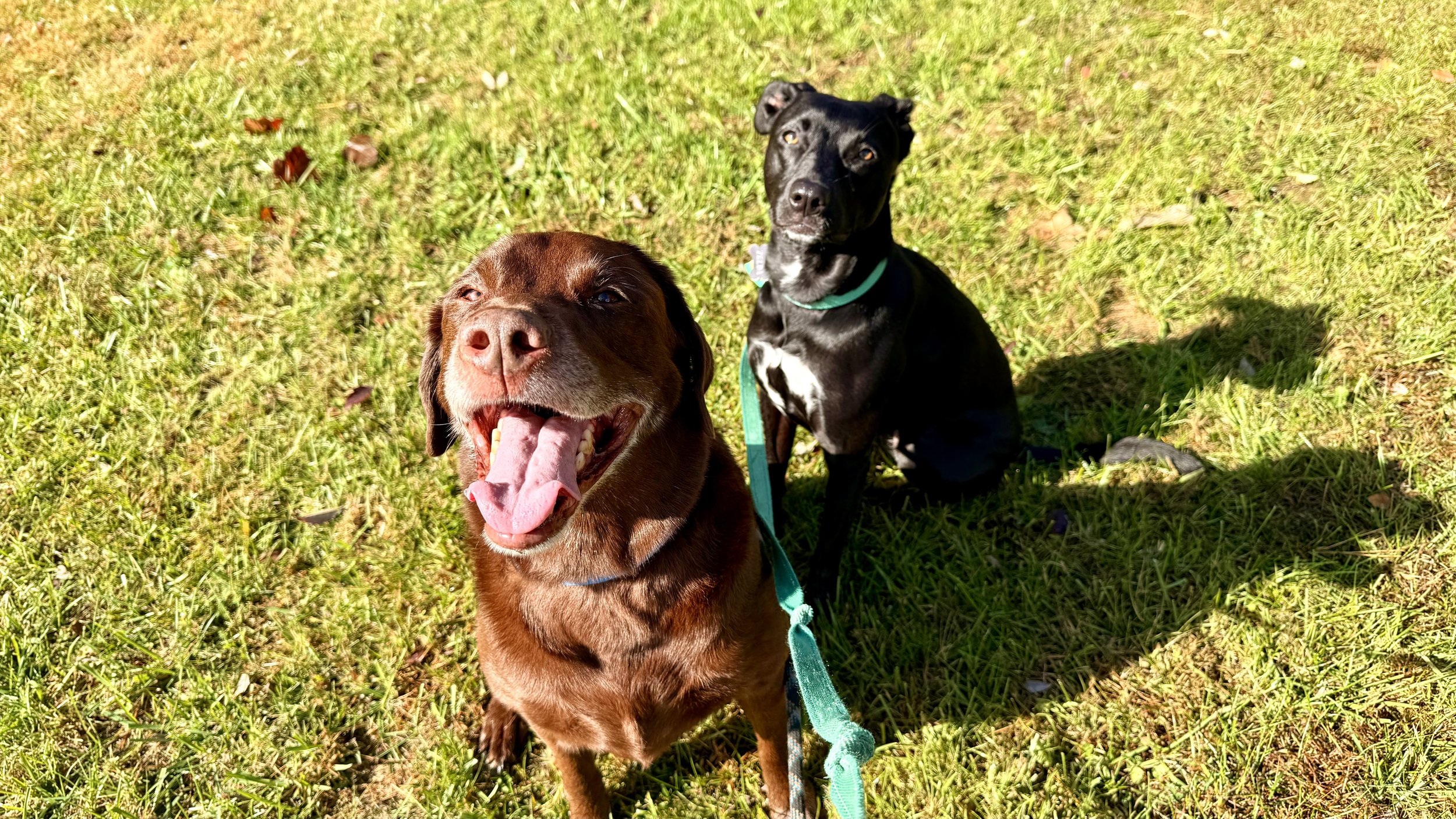 Two dogs sitting on green grass in sunlight, one brown with a happy expression and pink tongue out, the other black and white, looking alert.