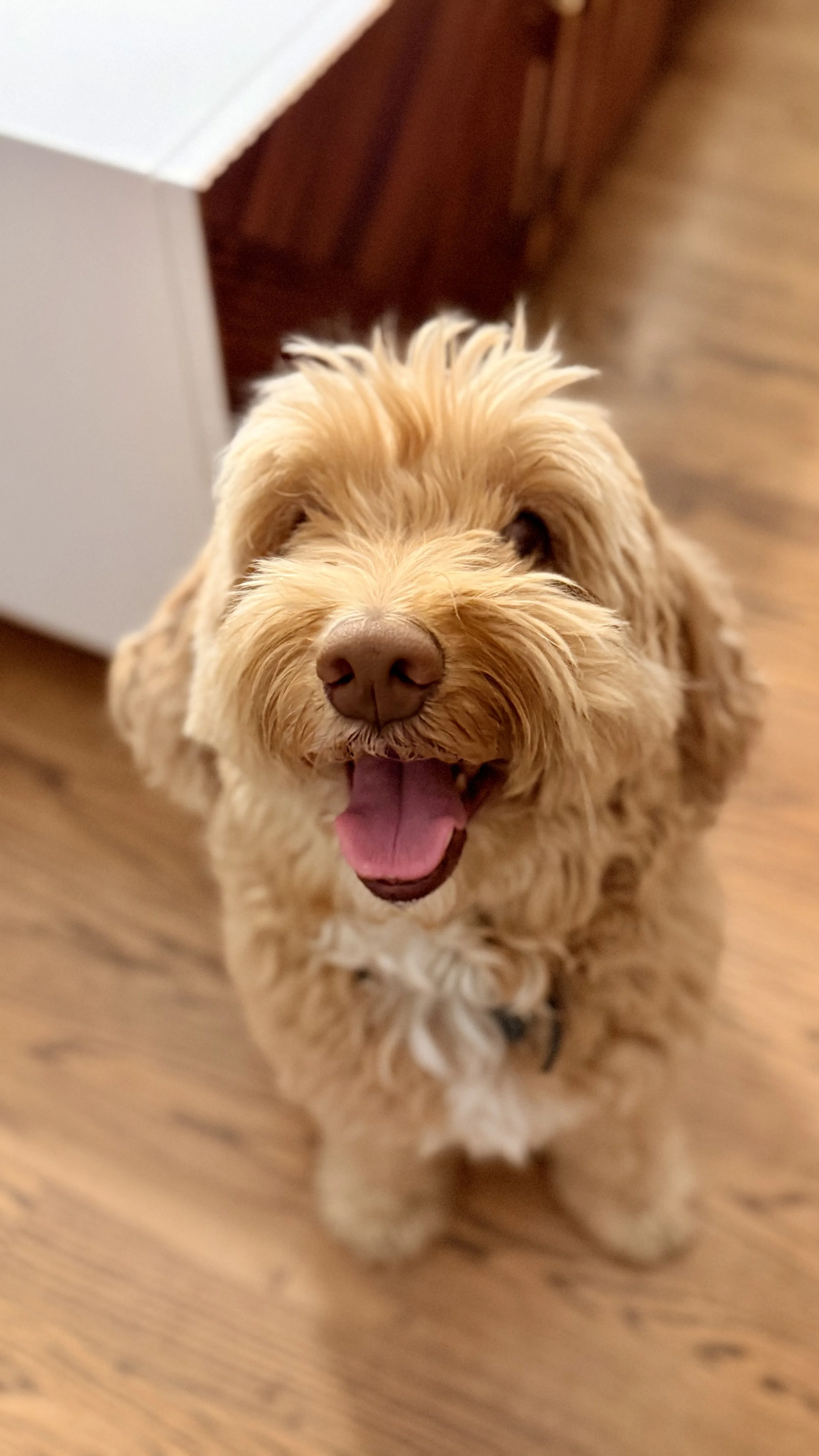 A happy, fluffy, light brown dog with a pink tongue out, standing on a wooden floor indoors.