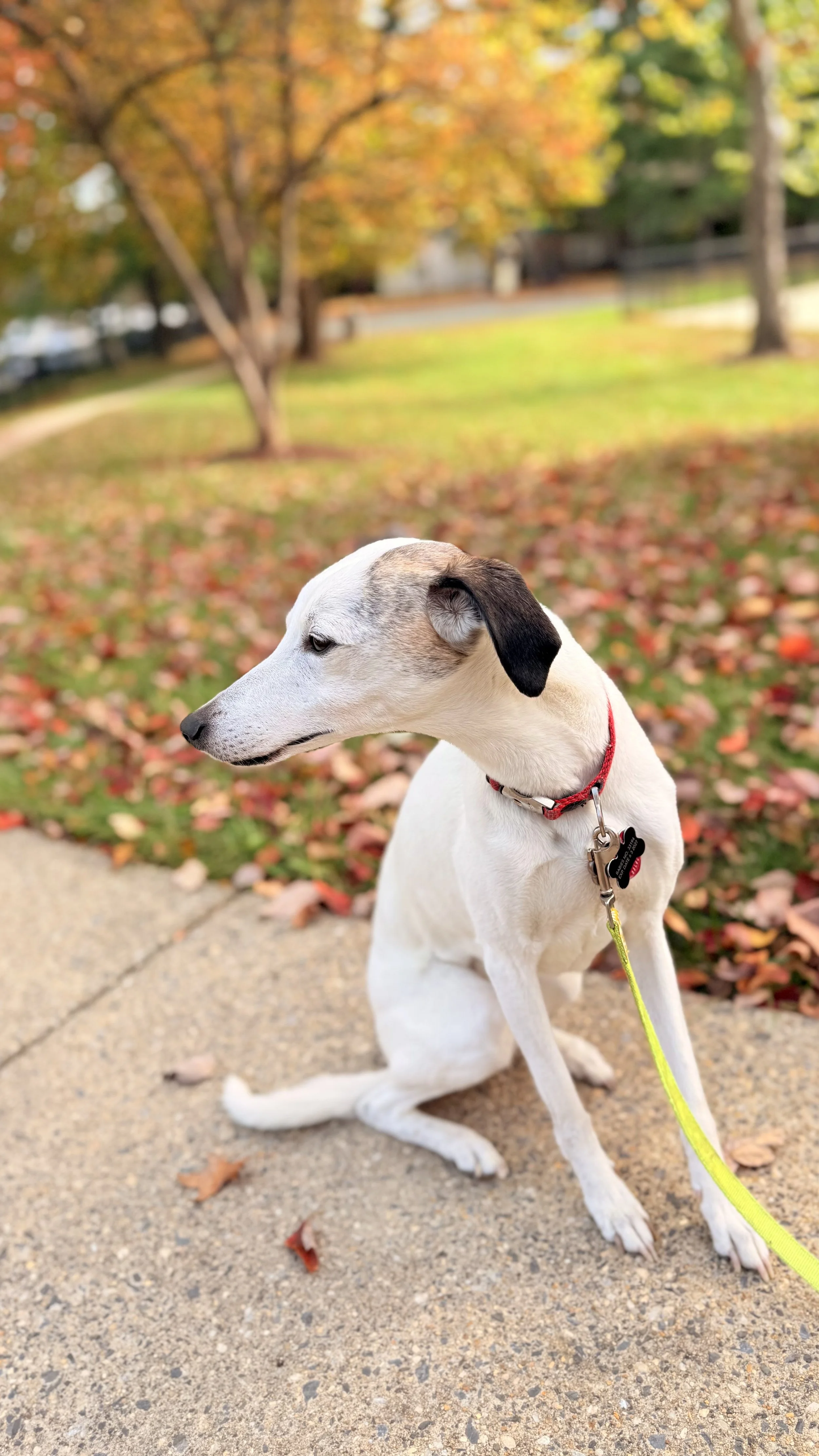 A white and brown dog with a red collar sitting on a concrete sidewalk in a park during autumn, with fallen leaves and trees with colorful foliage in the background.