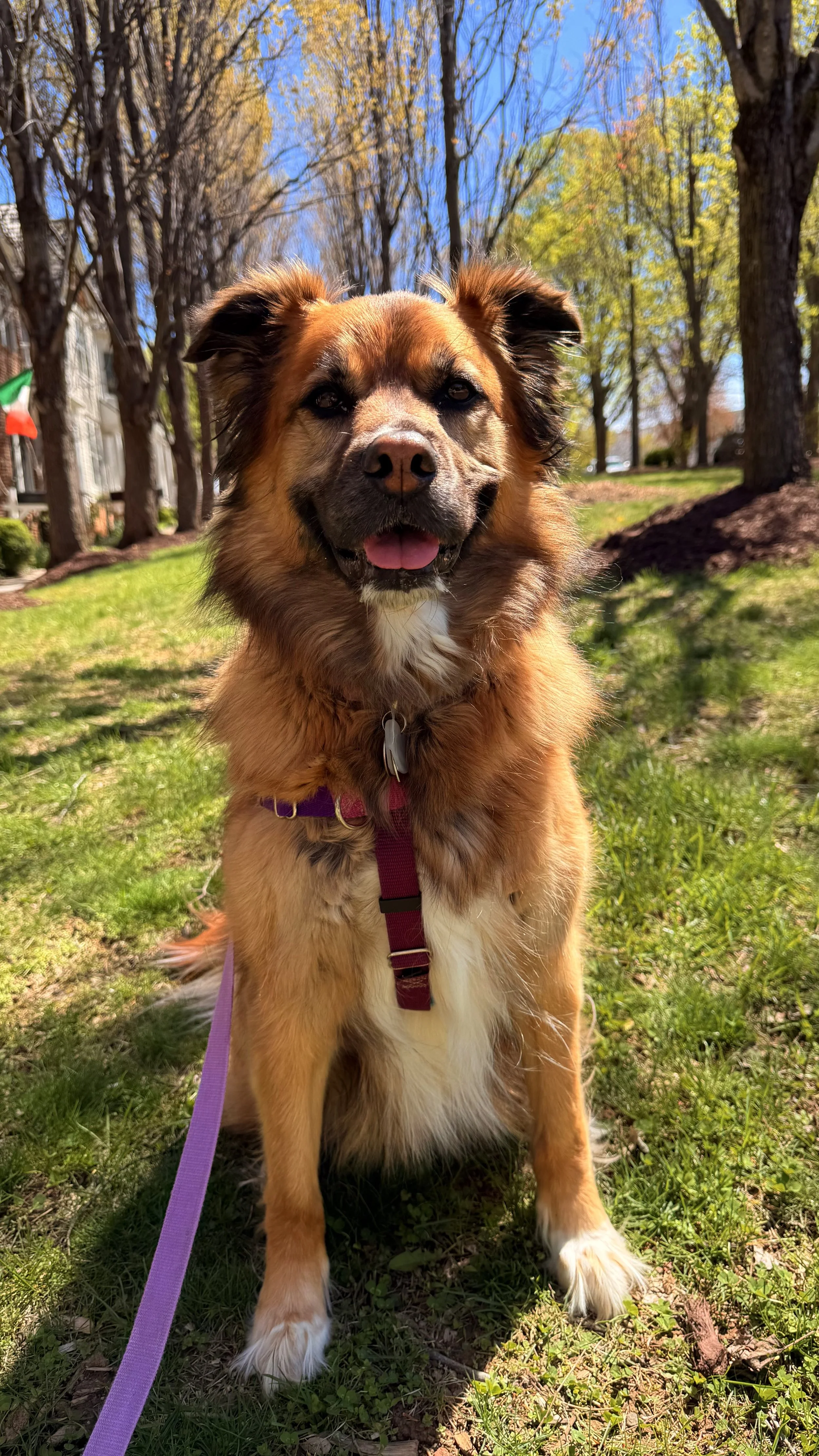 Cali, a happy, fluffy brown-and-white dog, is sitting on the grass in a park in the Kentlands Hill District, with trees and a blue sky in the background. 