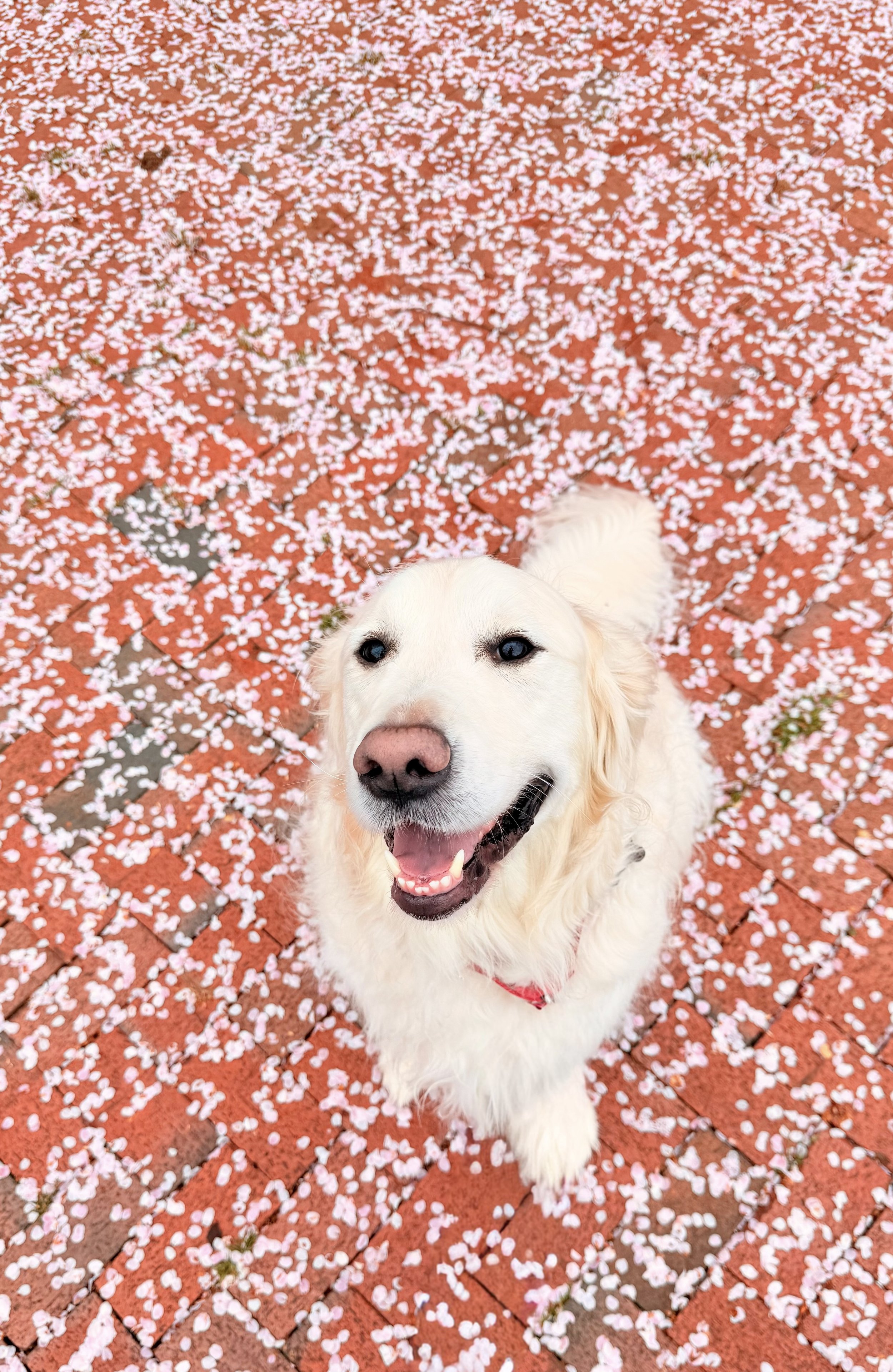 Golden retriever dog with open mouth and happy expression, standing on brick pavement covered with pink flower petals.