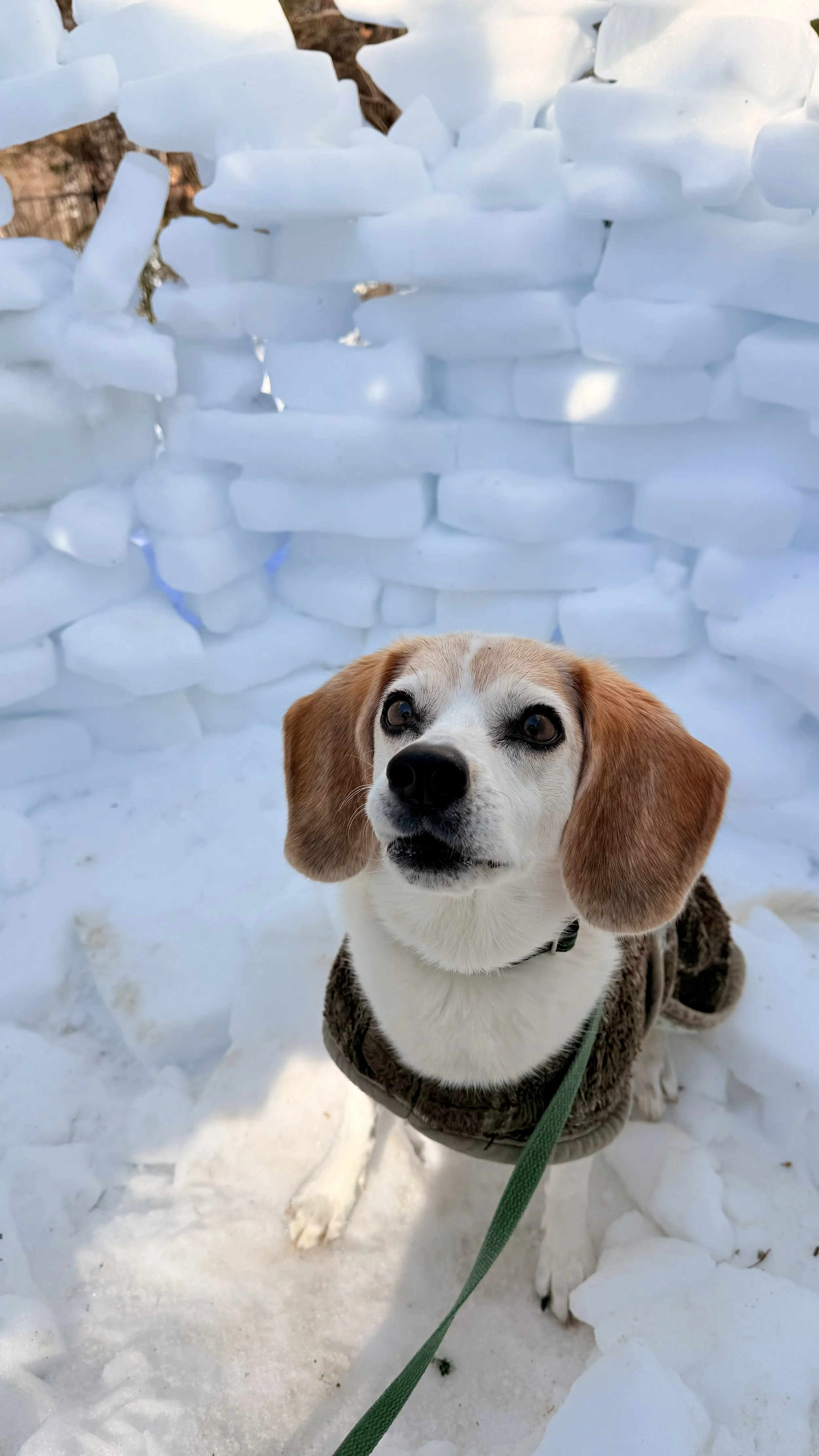 A beagle dog wearing a brown coat sitting on snow-covered ground in front of a snow and ice wall.