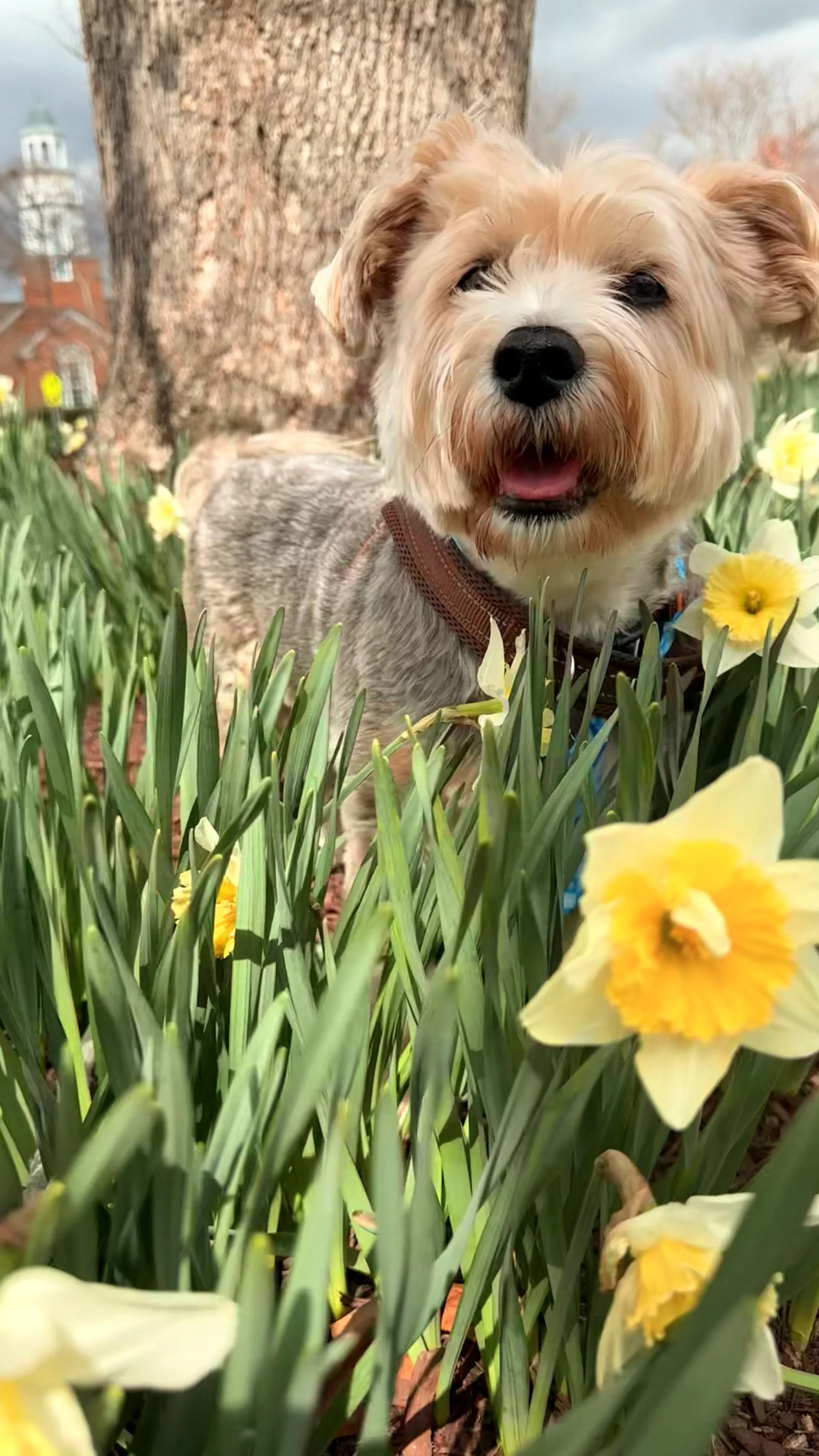 A small, tan and gray dog with a brown collar standing in green grass and yellow flowers, with a large tree and a building with a clock tower in the background.
