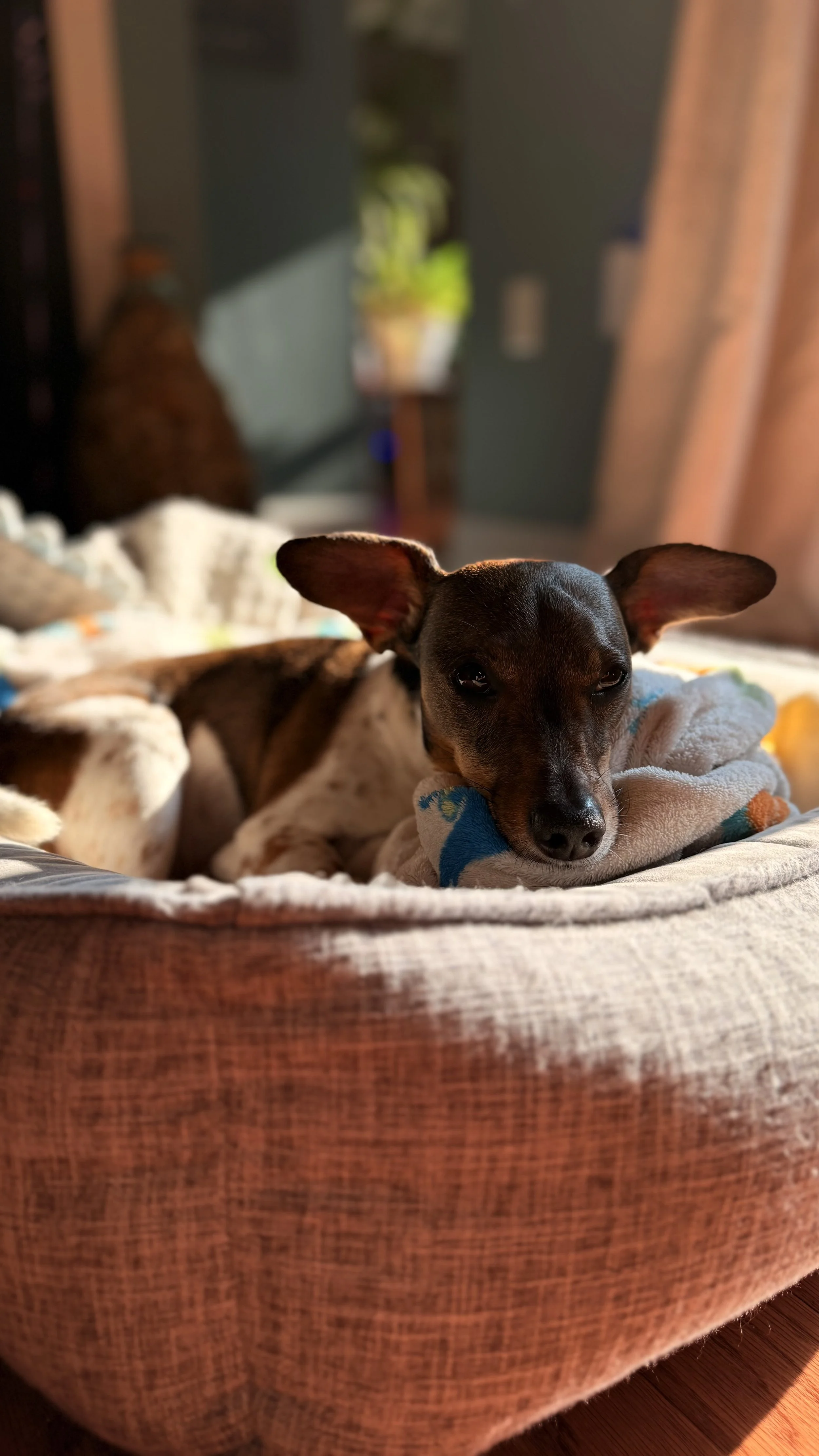 Overnight stays for dogs in the Kentlands and Lakelands
