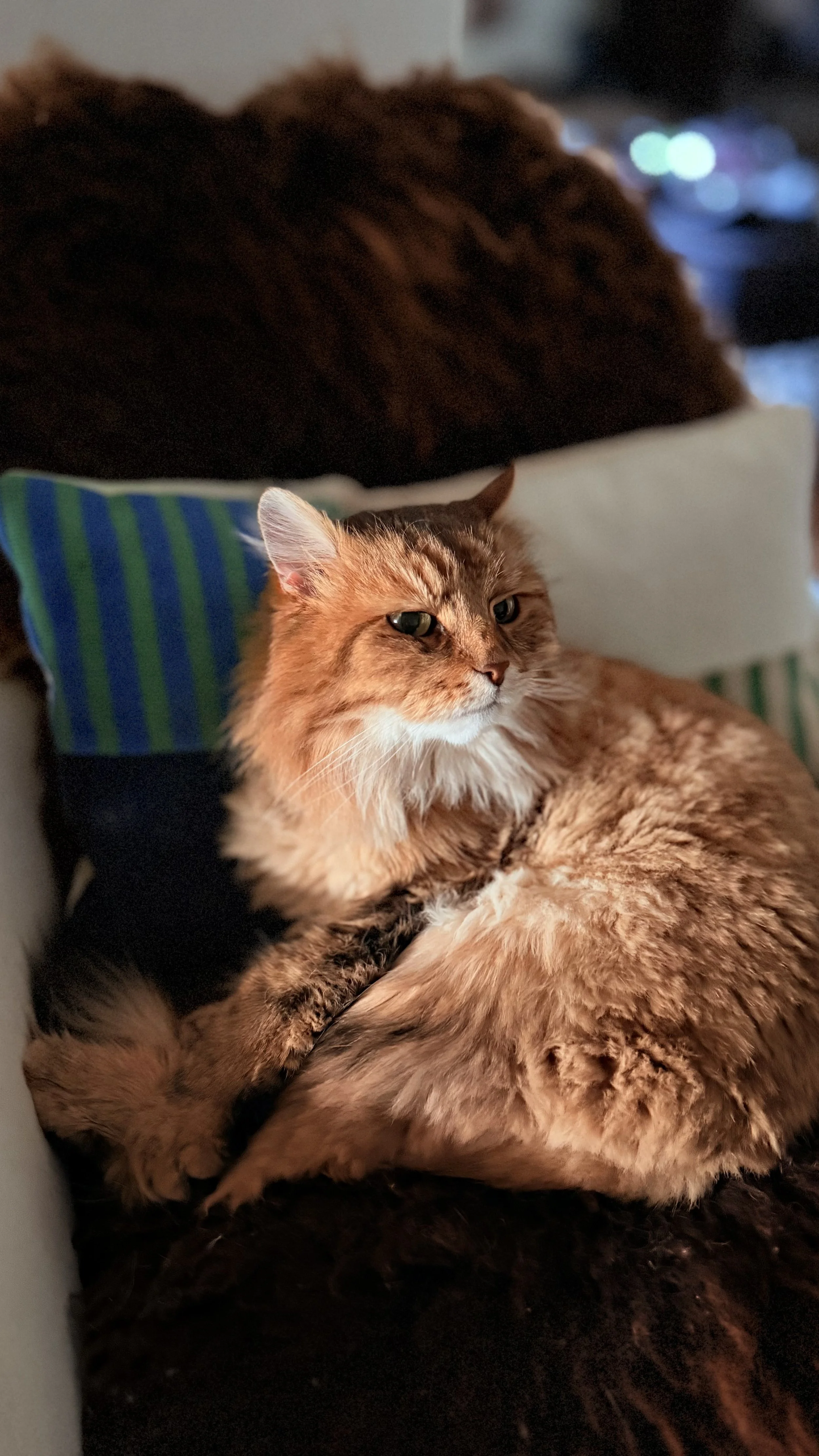 A fluffy orange tabby cat resting on a couch with a pillow and a blurred background.