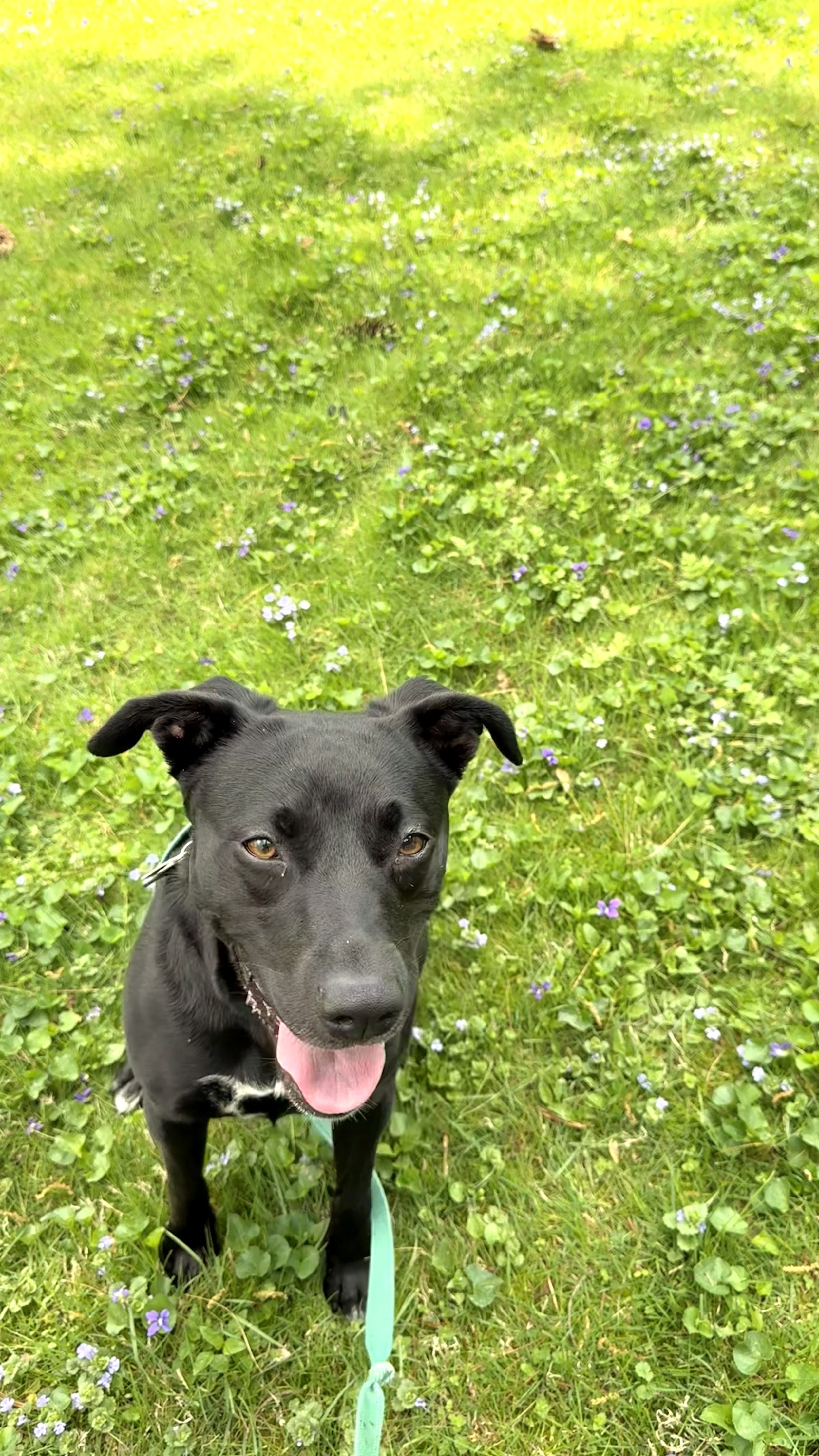 Zelda, a black dog with its tongue out, is standing on a green grassy field with small purple and white flowers, looking at the camera in Gaithersburg, MD.