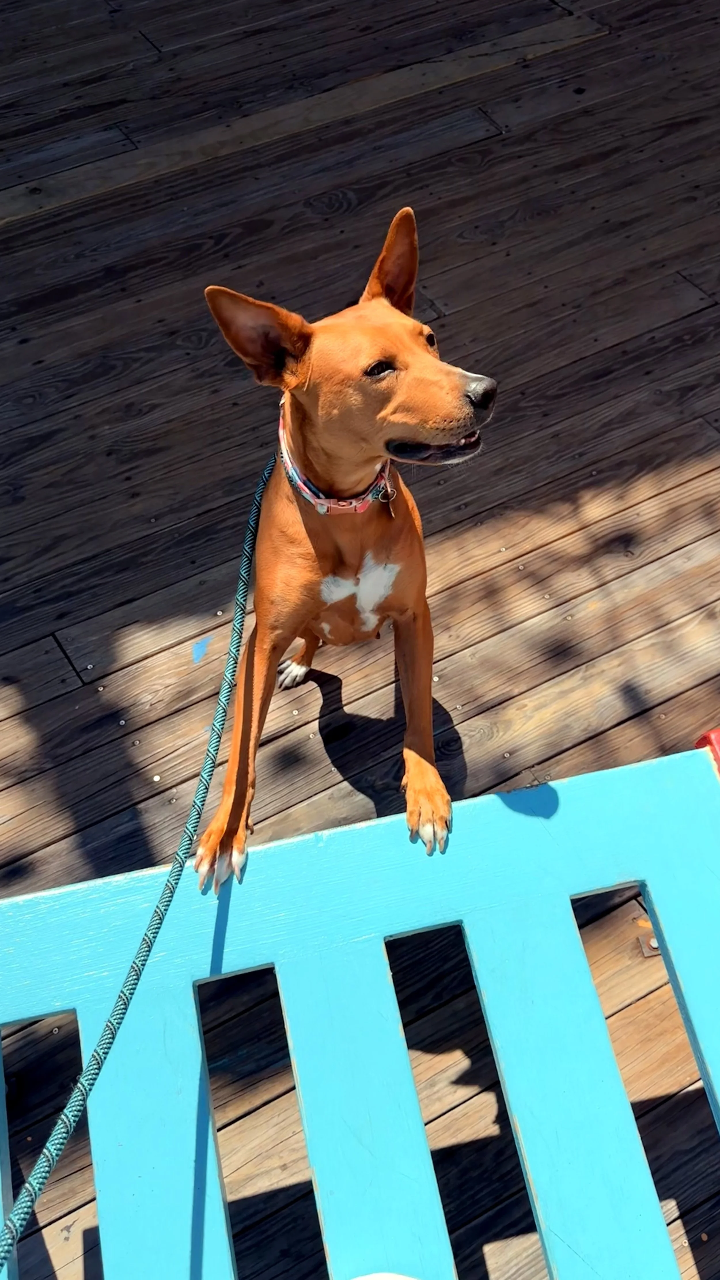 Roxy is enjoying the Rio Lakefront boardwalk during her 30-minute walk.