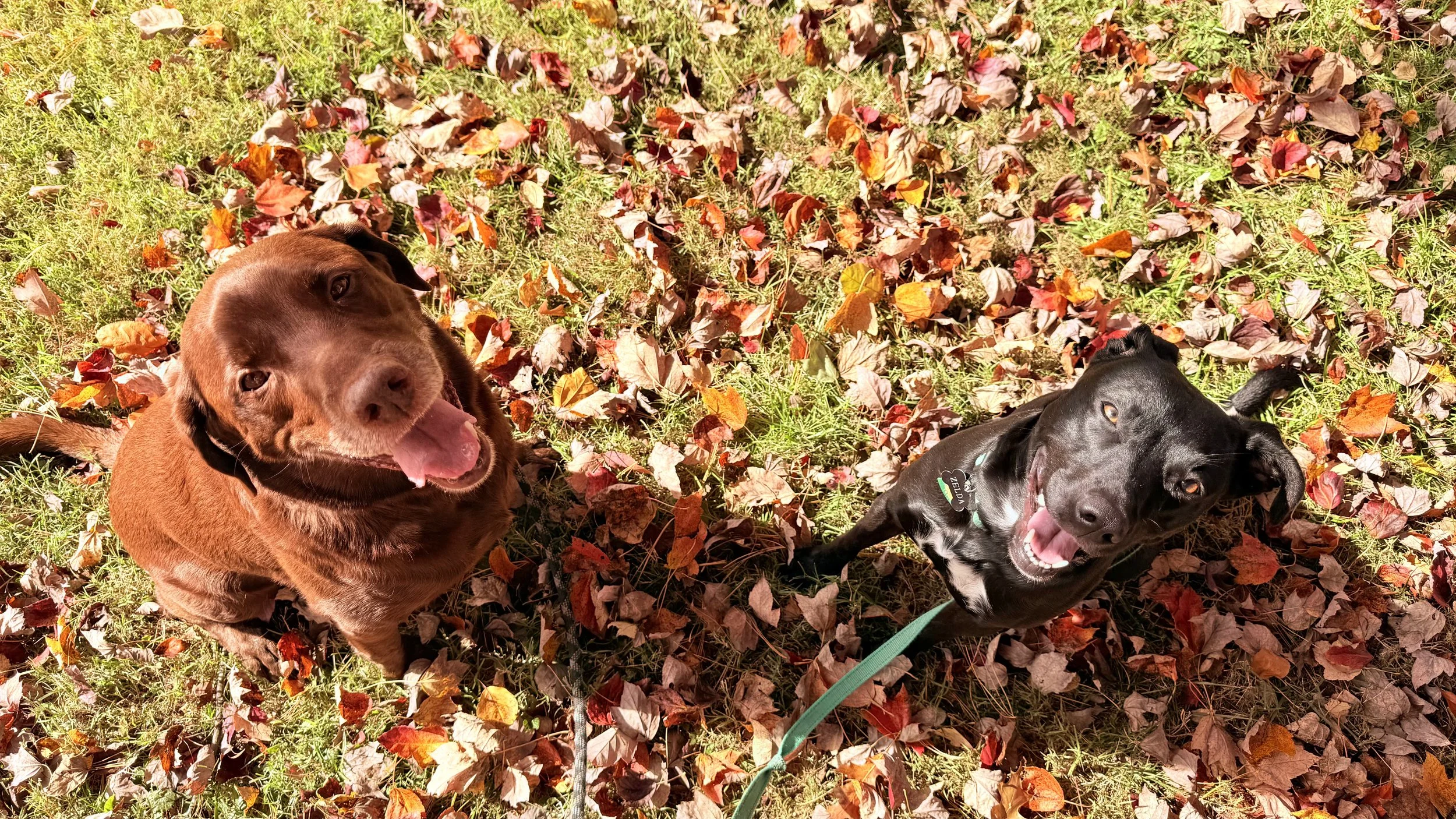 Two dogs, one brown and one black, sitting on grass covered with colorful fallen autumn leaves, looking up at the camera with happy expressions.