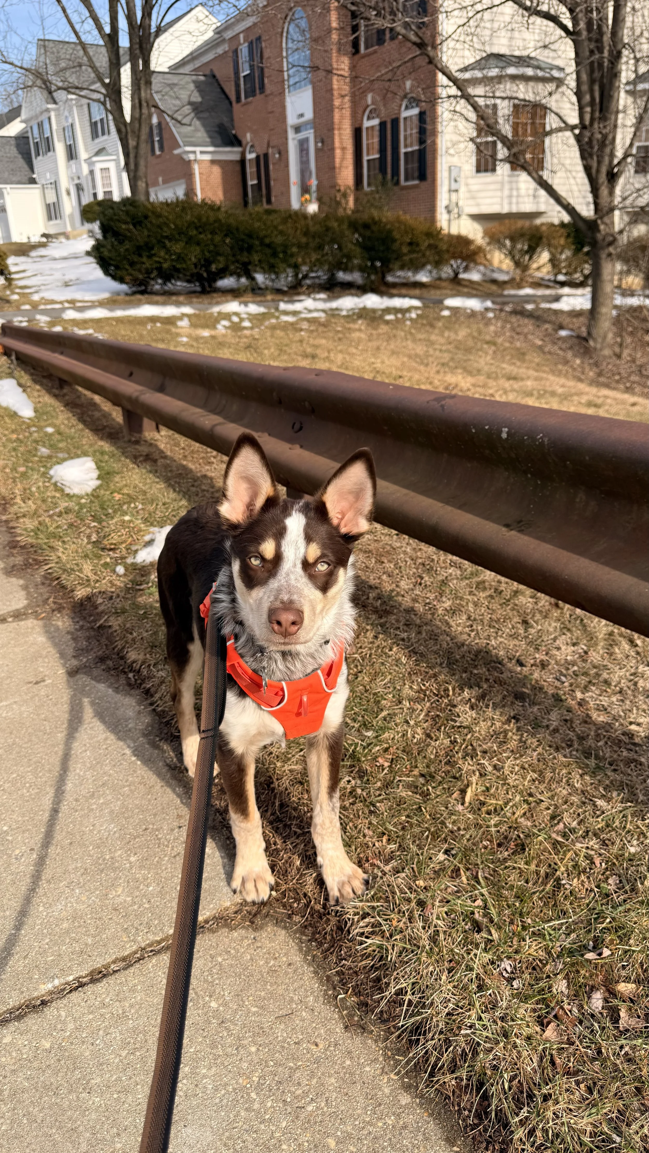 A dog wearing an orange harness standing on a sidewalk next to a brown guardrail, with houses and leafless trees in the background on a sunny winter day.