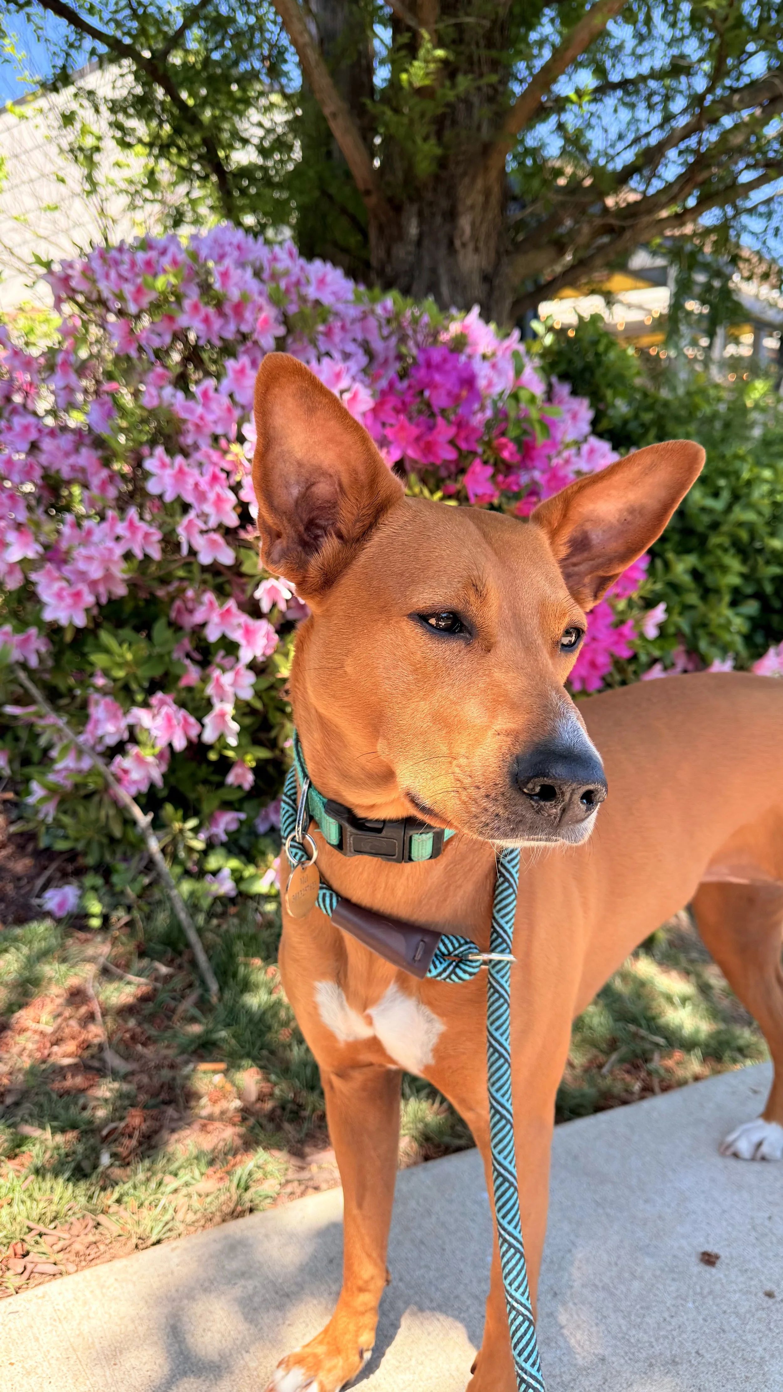 Roxy looks radiant standing outdoors in front of pink and purple azalea flowers by True Food restaurant in the Rio, Gaithersburg, MD.