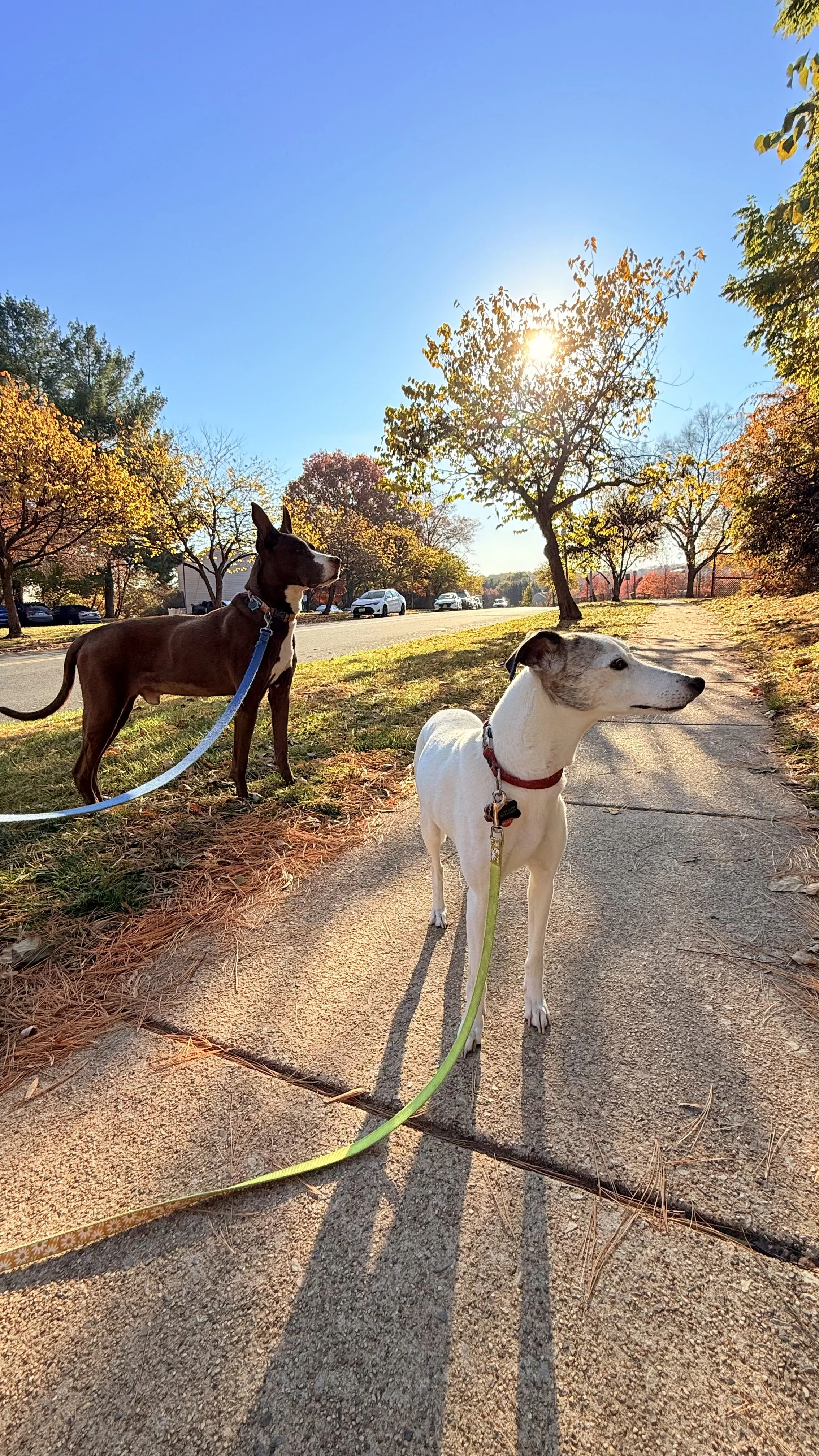 Two dogs on a walk during autumn, standing on a sidewalk with trees showing fall colors and cars on the street in the background, sun shining through the trees.