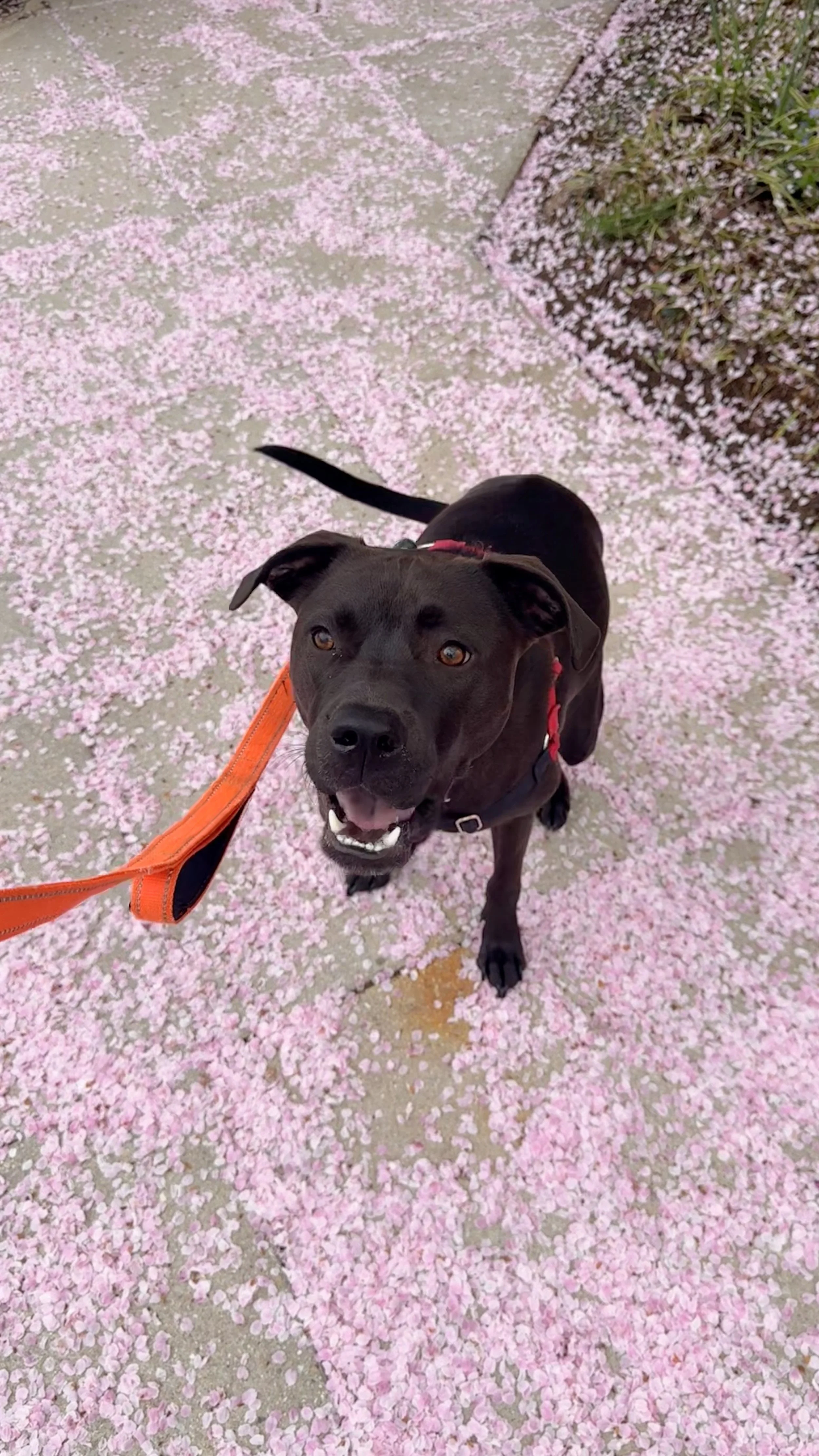 A black dog with a red collar and orange leash standing on a sidewalk covered with fallen pink flower petals.