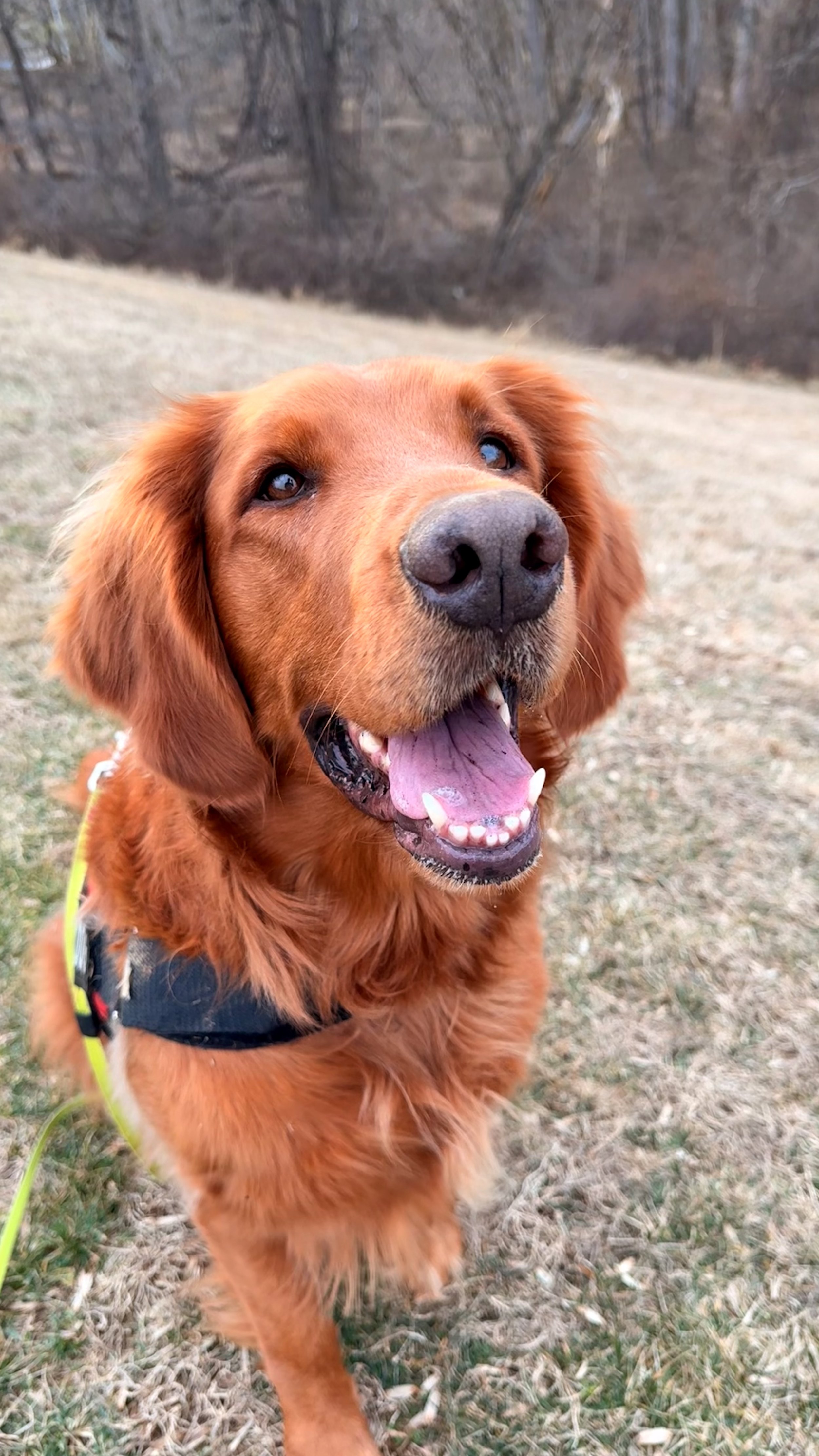 Close-up of a happy golden retriever with its tongue out, walking outdoors on a grassy field with leafless trees in the background.