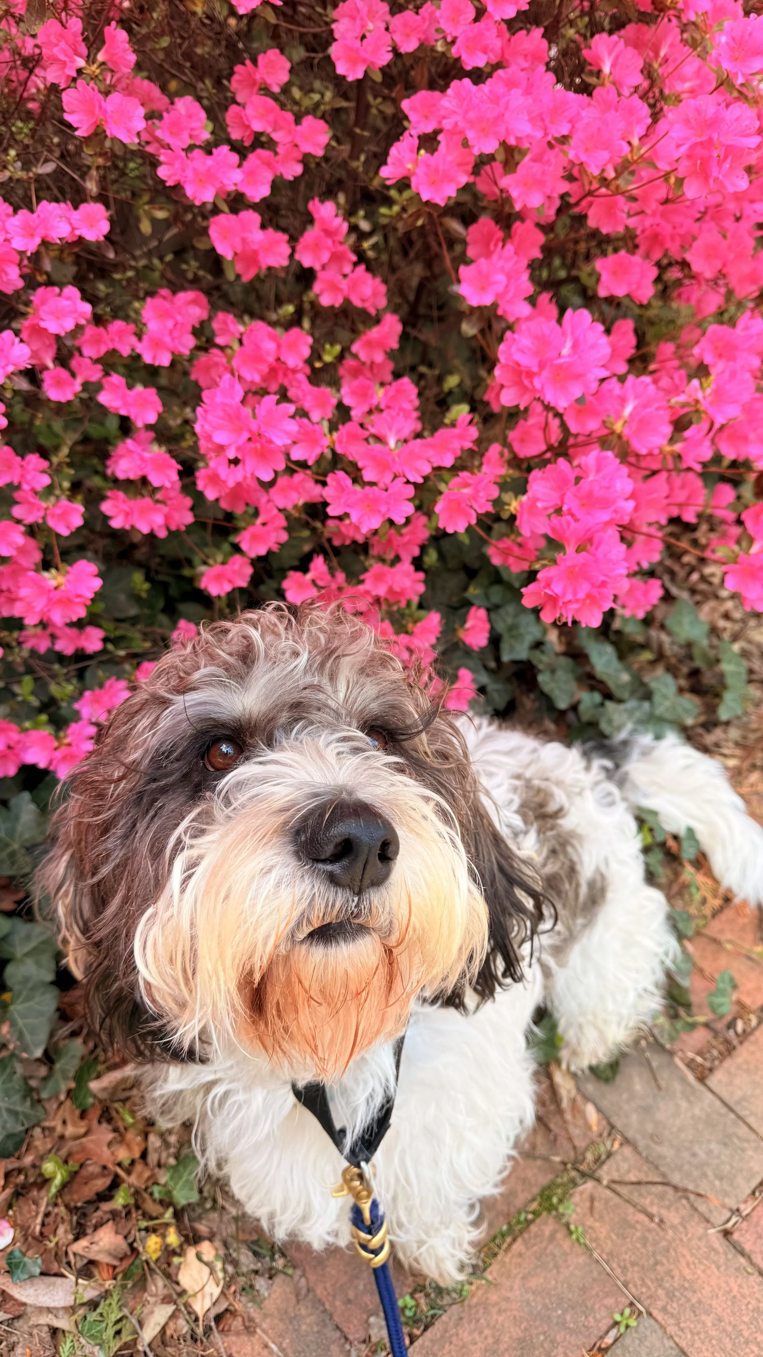 Louis is posing by the beautiful pink azalea by the Kentlands Pool in Gaithersburg, MD.