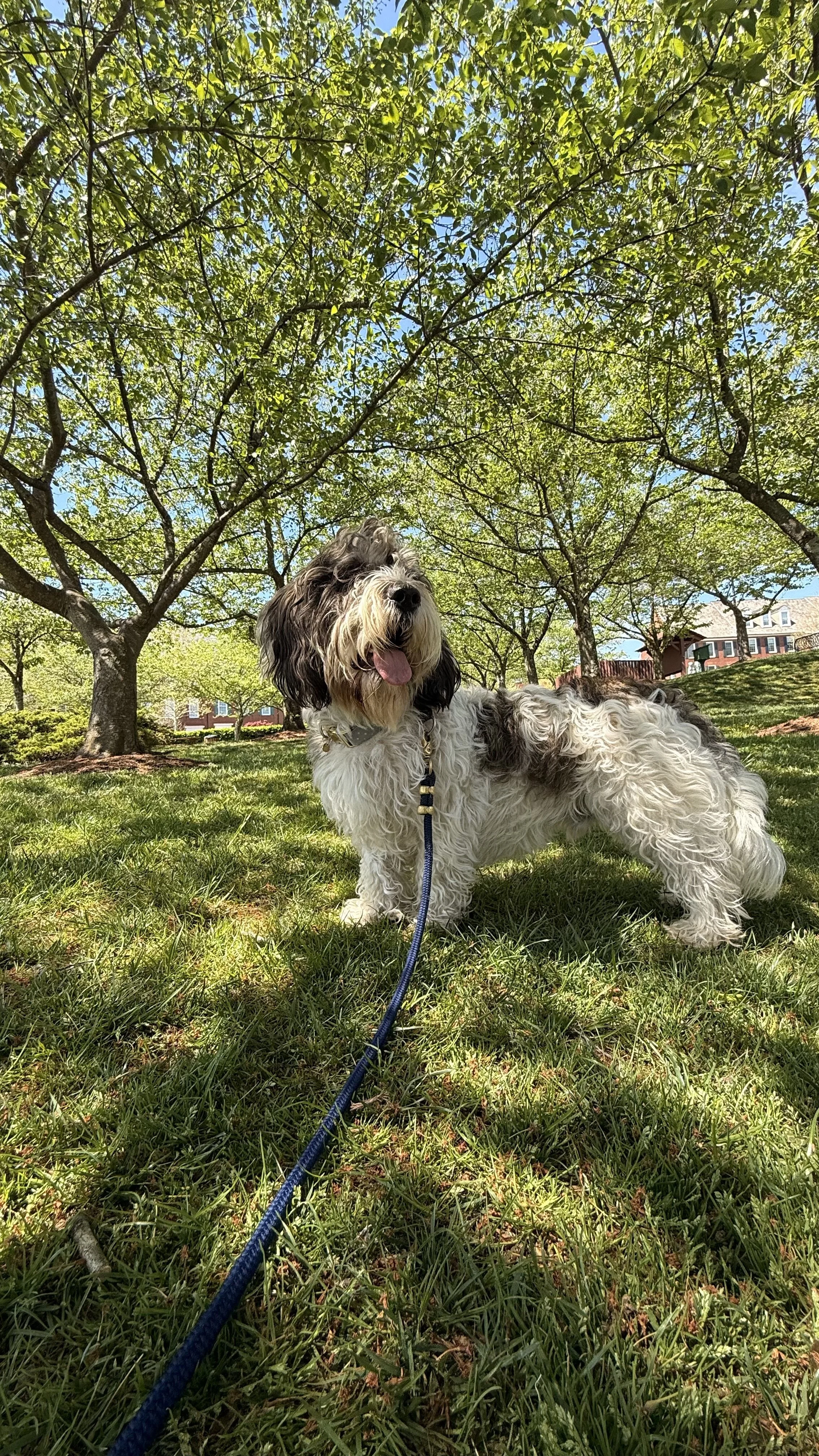 Louis, a fluffy dog with a white-and-black coat, is standing on the grass under a canopy of green trees on a sunny day by the Kentlands Pool in Gaithersburg, MD.