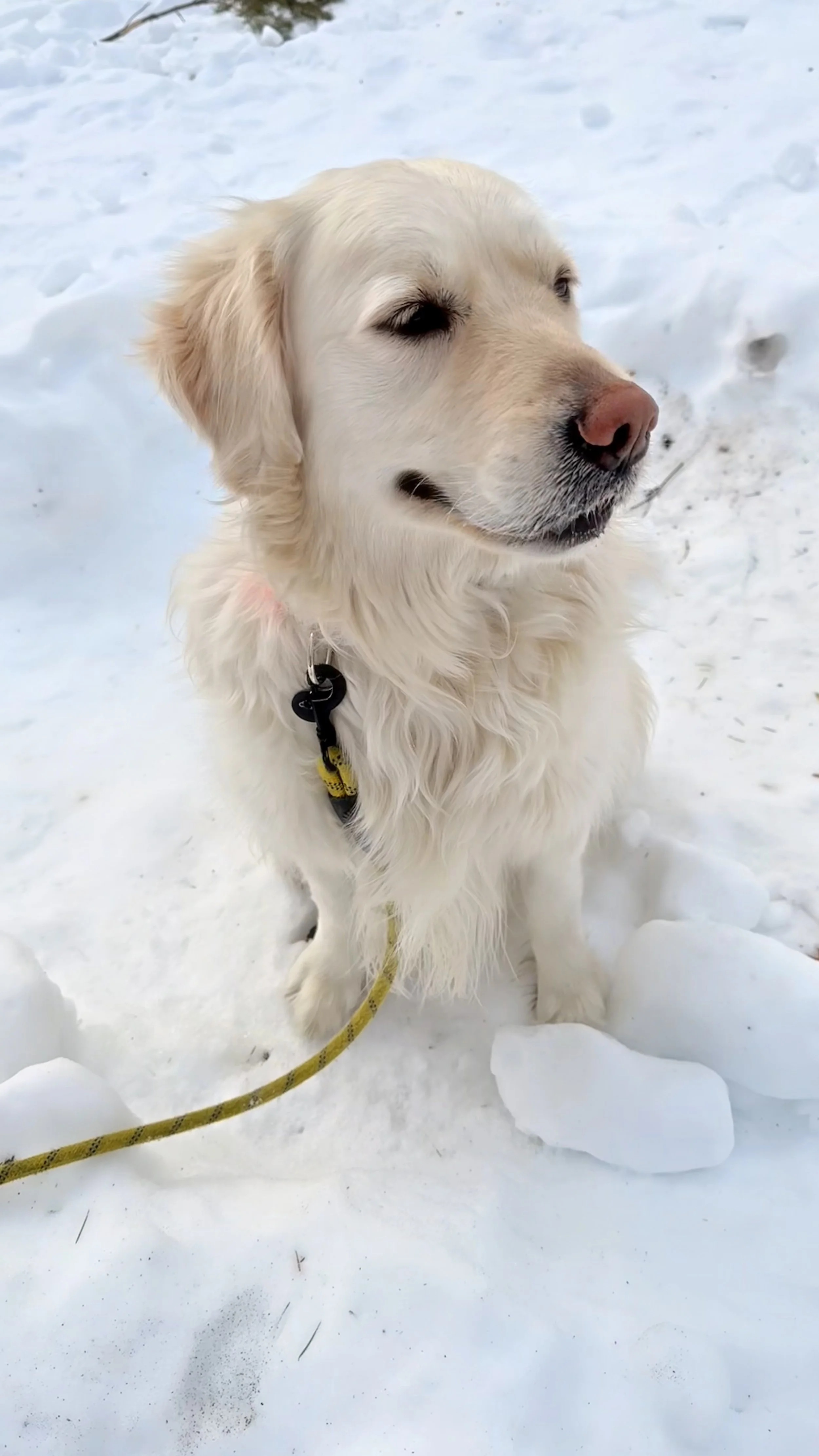 Golden retriever sitting in snow with two small snowballs in front, wearing a collar and leash, with snow-covered ground in the background.