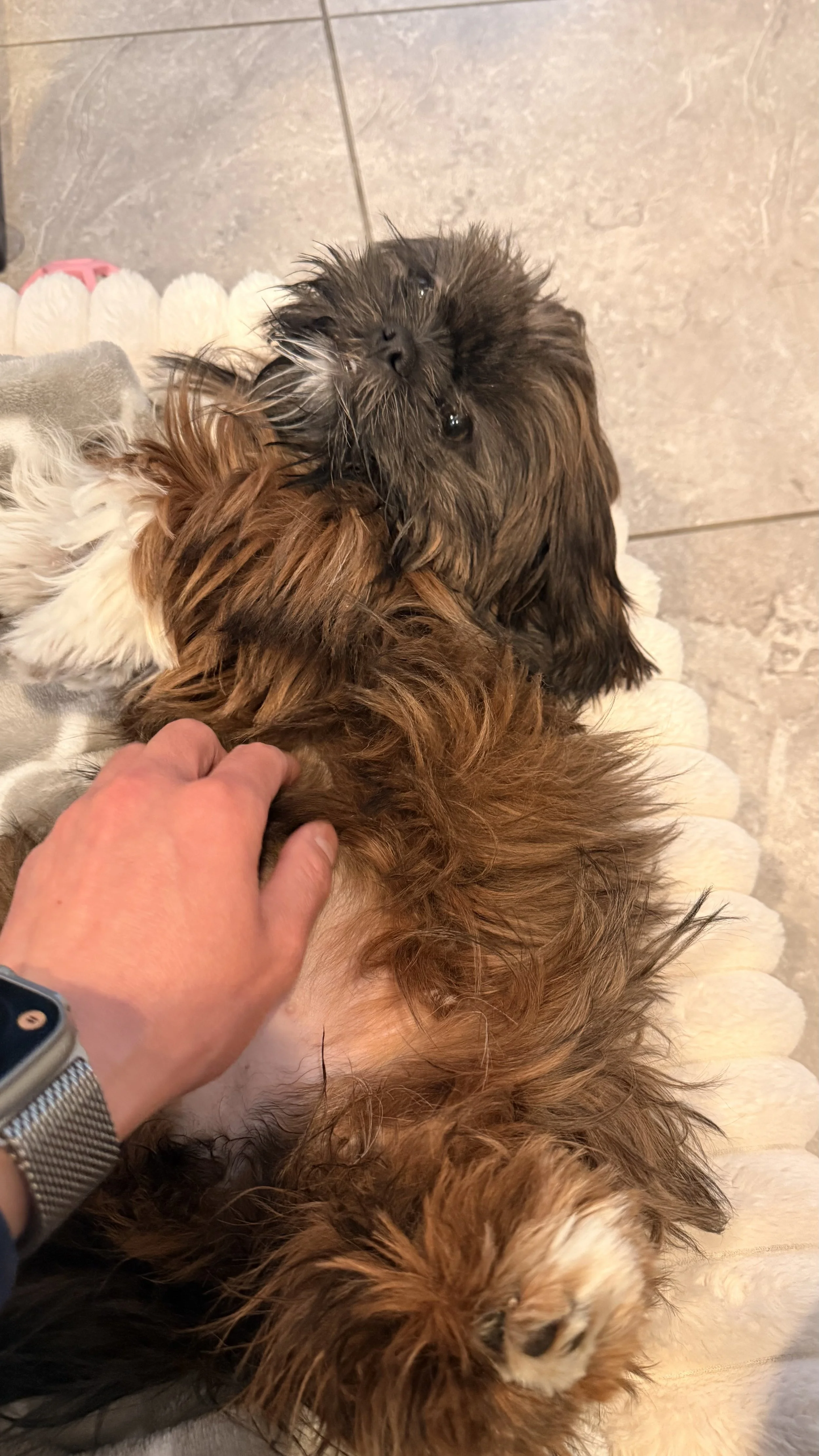Two dogs, one with curly, reddish-brown fur and the other with long dark brown fur, lying together on a soft surface. A person's hand is petting the reddish-brown dog.
