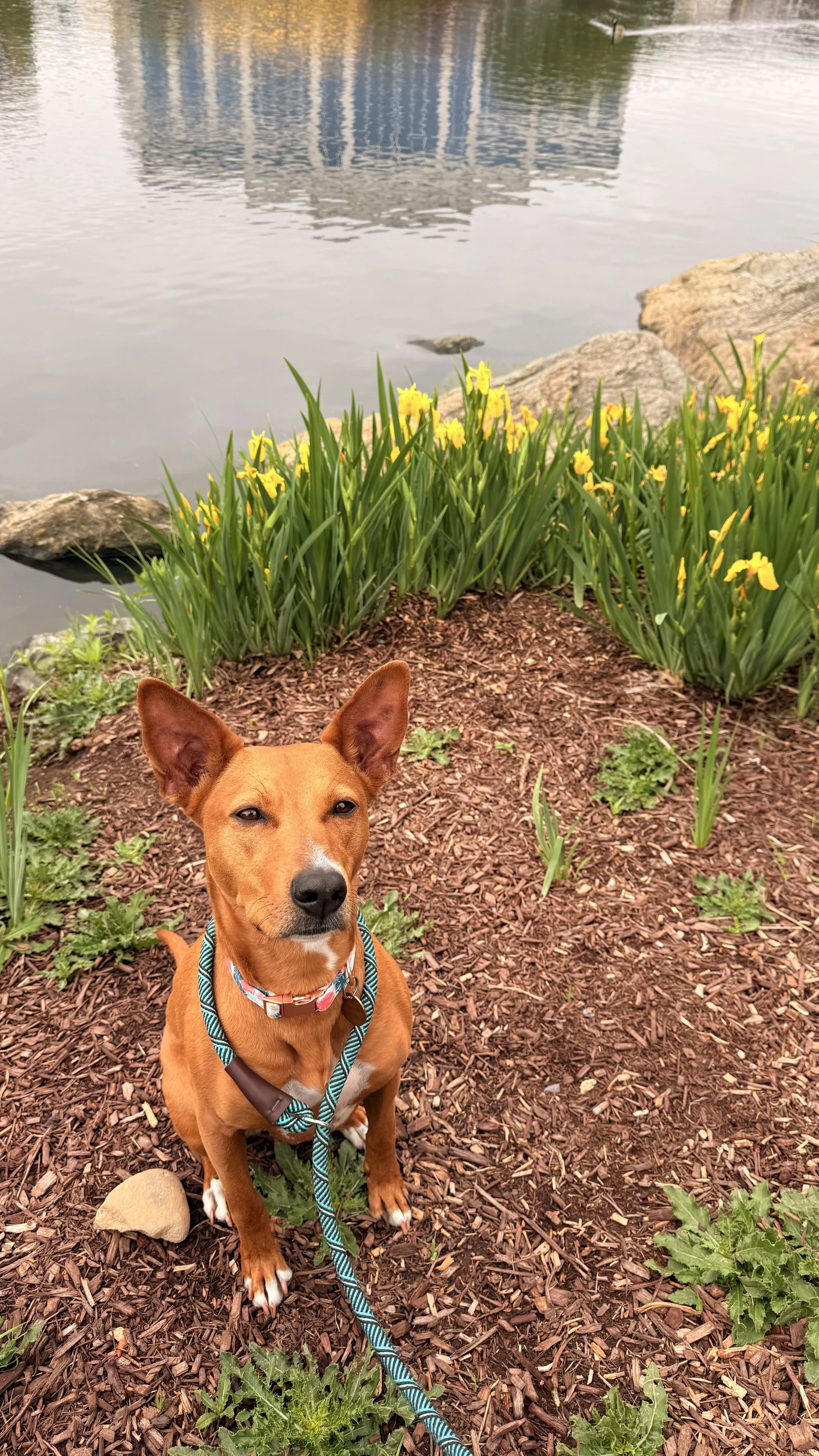 Roxy is posing with Wild Yellow Iris Flowers by the Rio Lakefront in Gaithersburg, MD. 