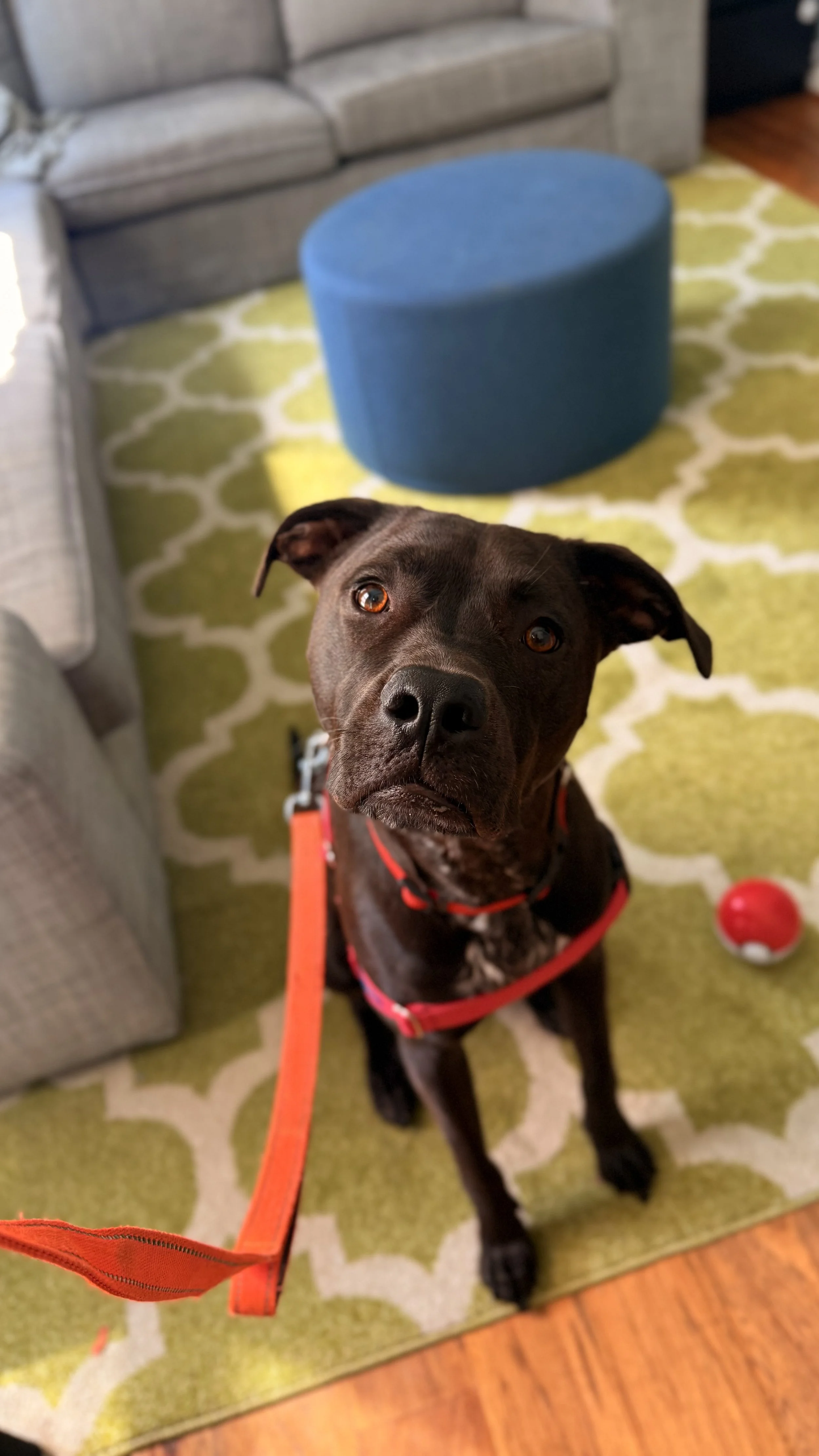 A black dog with brown eyes wearing a red harness and leash, sitting on a green patterned rug indoors, with furniture and a blue ottoman in the background.