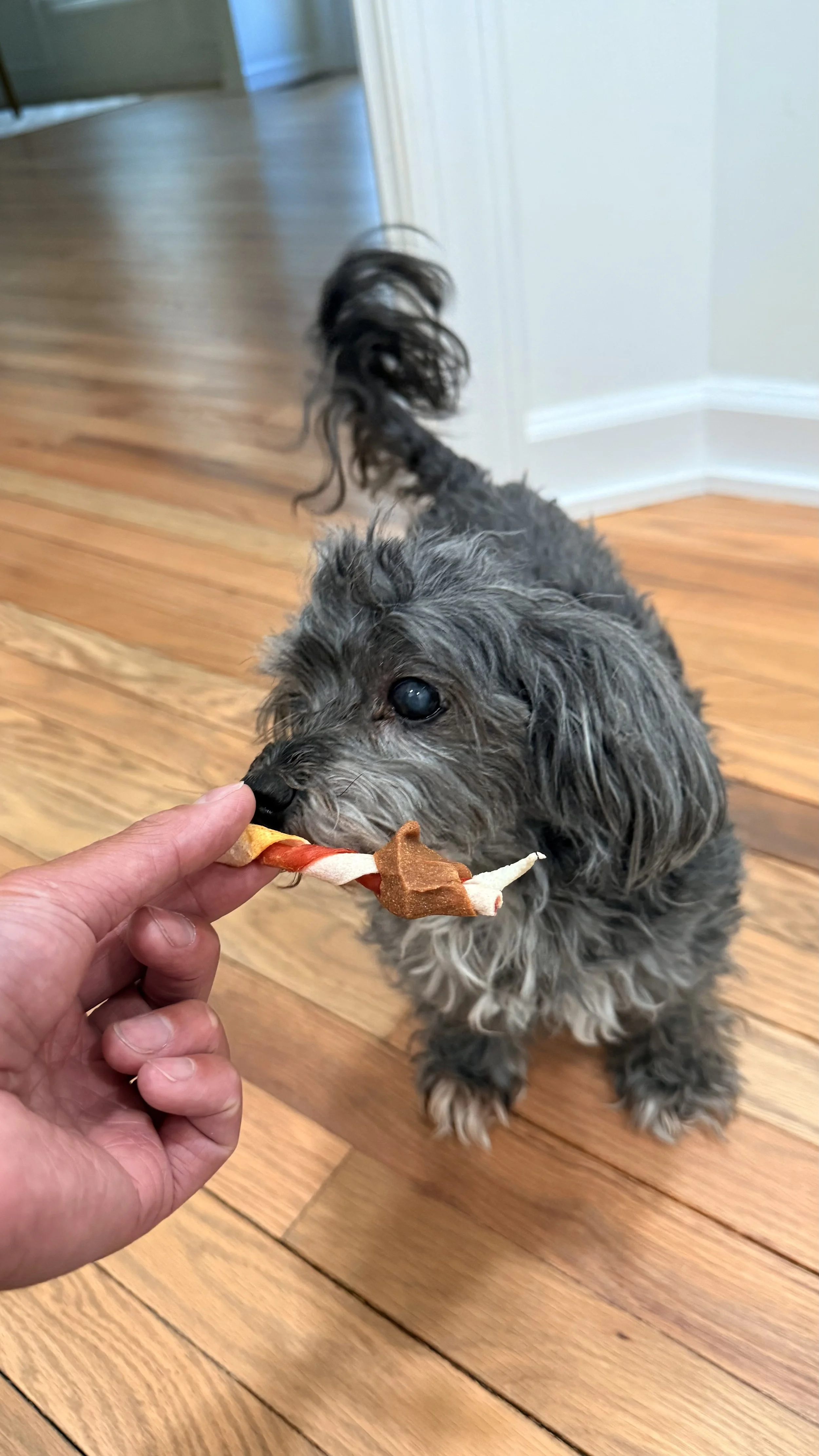 A small, gray, long-haired dog is being offered a rawhide chew by a human hand. The dog is indoors on a wooden floor, and appears to be tugging gently on the chew as it is held close to its nose.