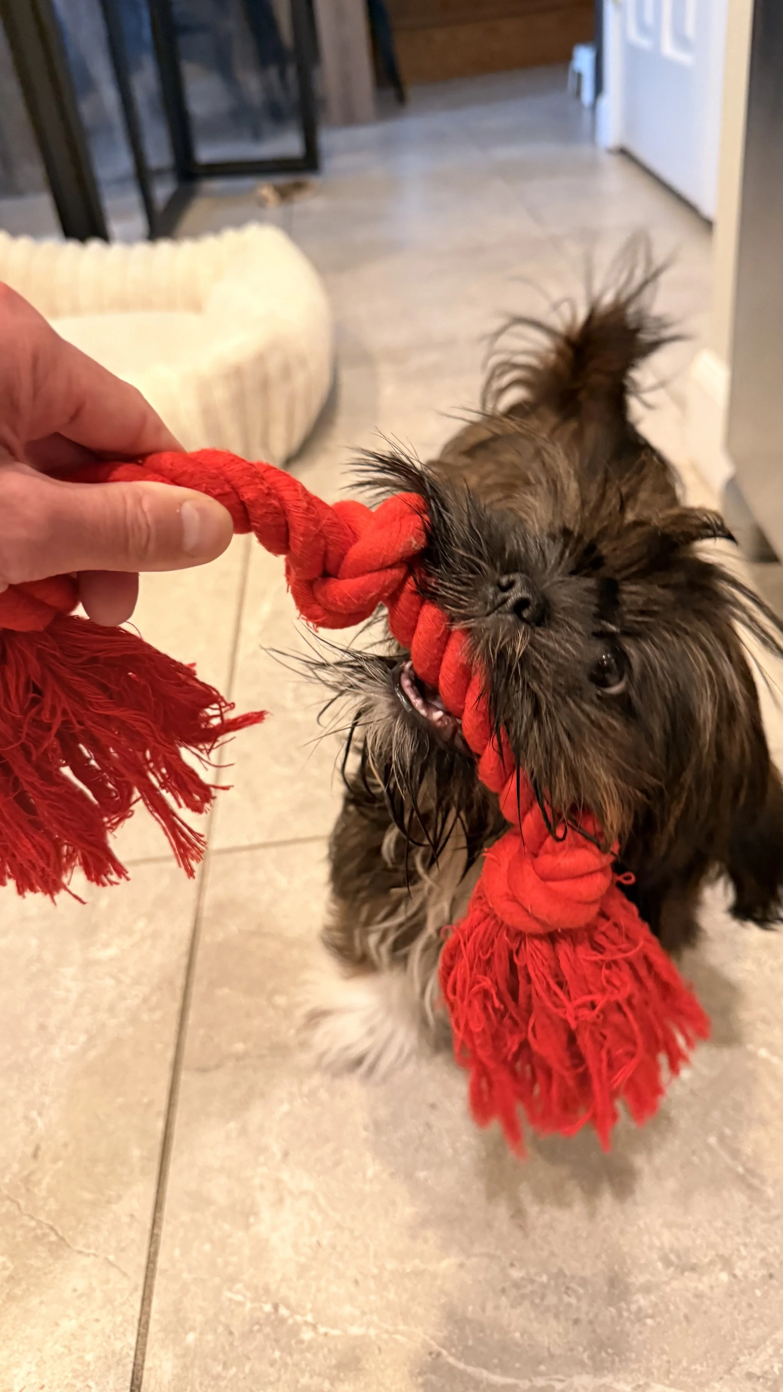 Small brown dog playing tug-of-war with a red rope toy indoors.