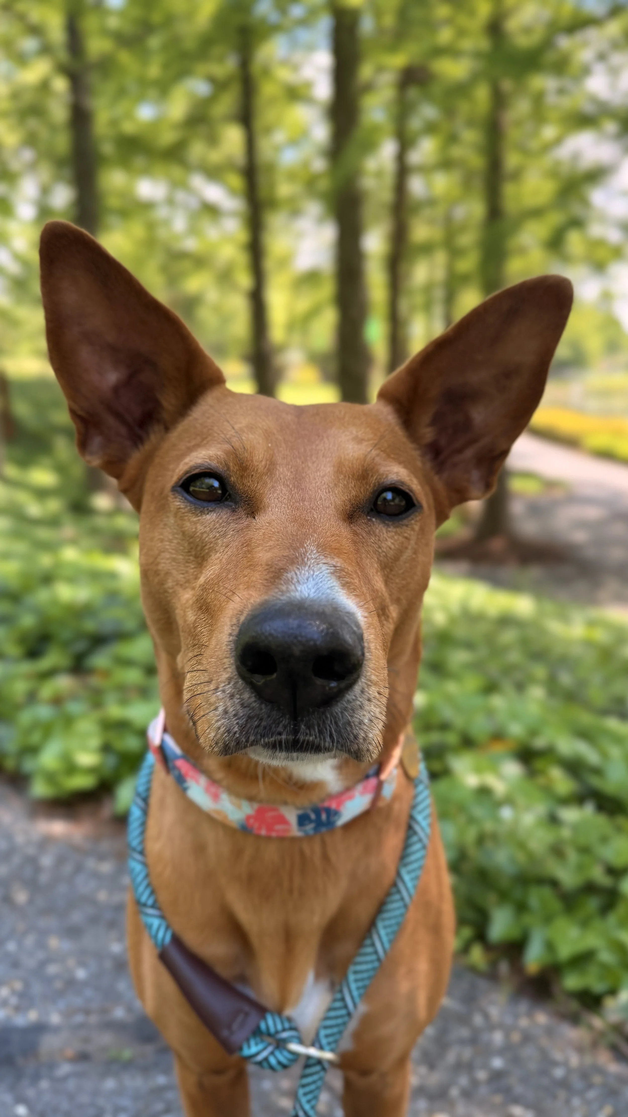 Roxy is looking into the camera by the Rio Lakefront, outdoors, with green trees and foliage in the background.