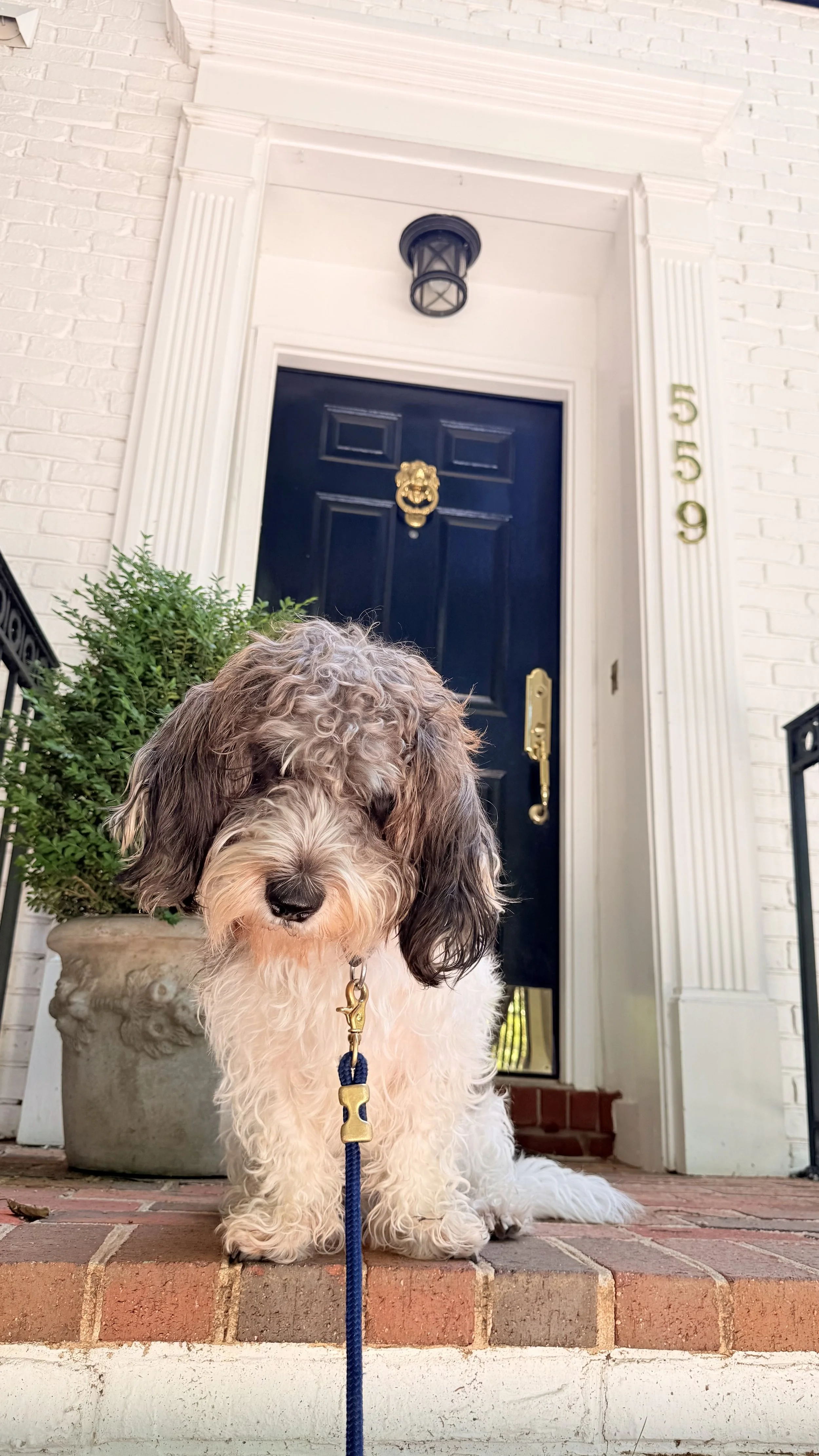 Louis, a fluffy, gray, and white puppy with long ears and a black nose, is sitting on brick steps in the Kentlands community of Gaithersburg, MD. 
