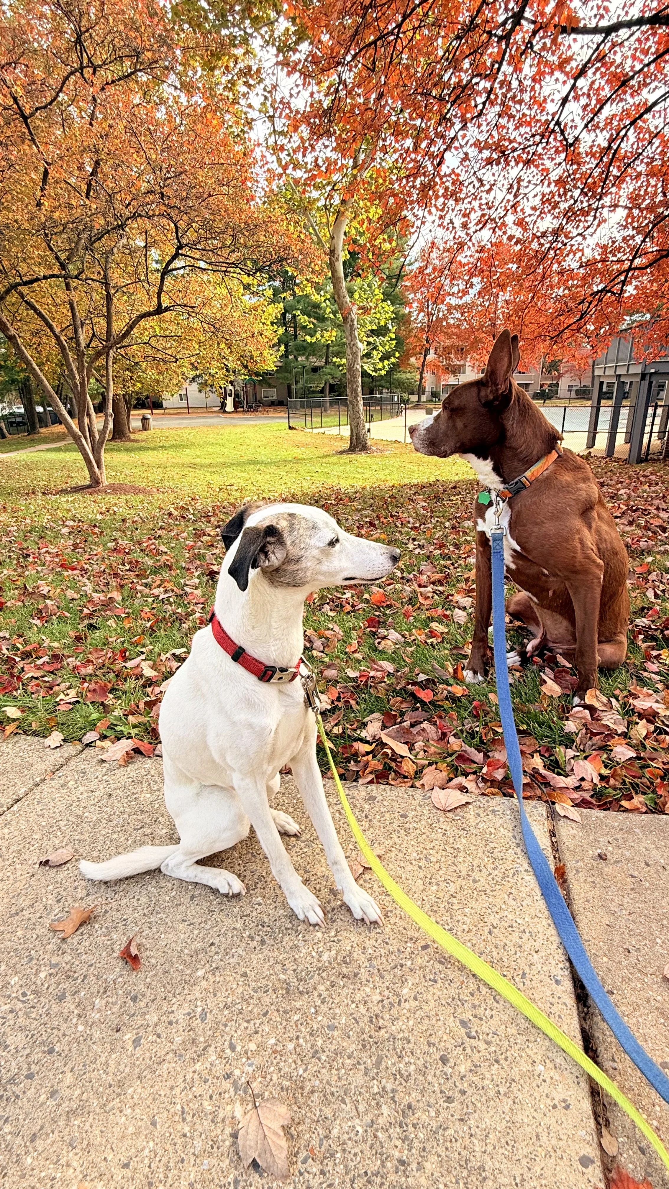 Two dogs sitting in a park with autumn leaves, trees with orange and yellow foliage, and a playground in the background.