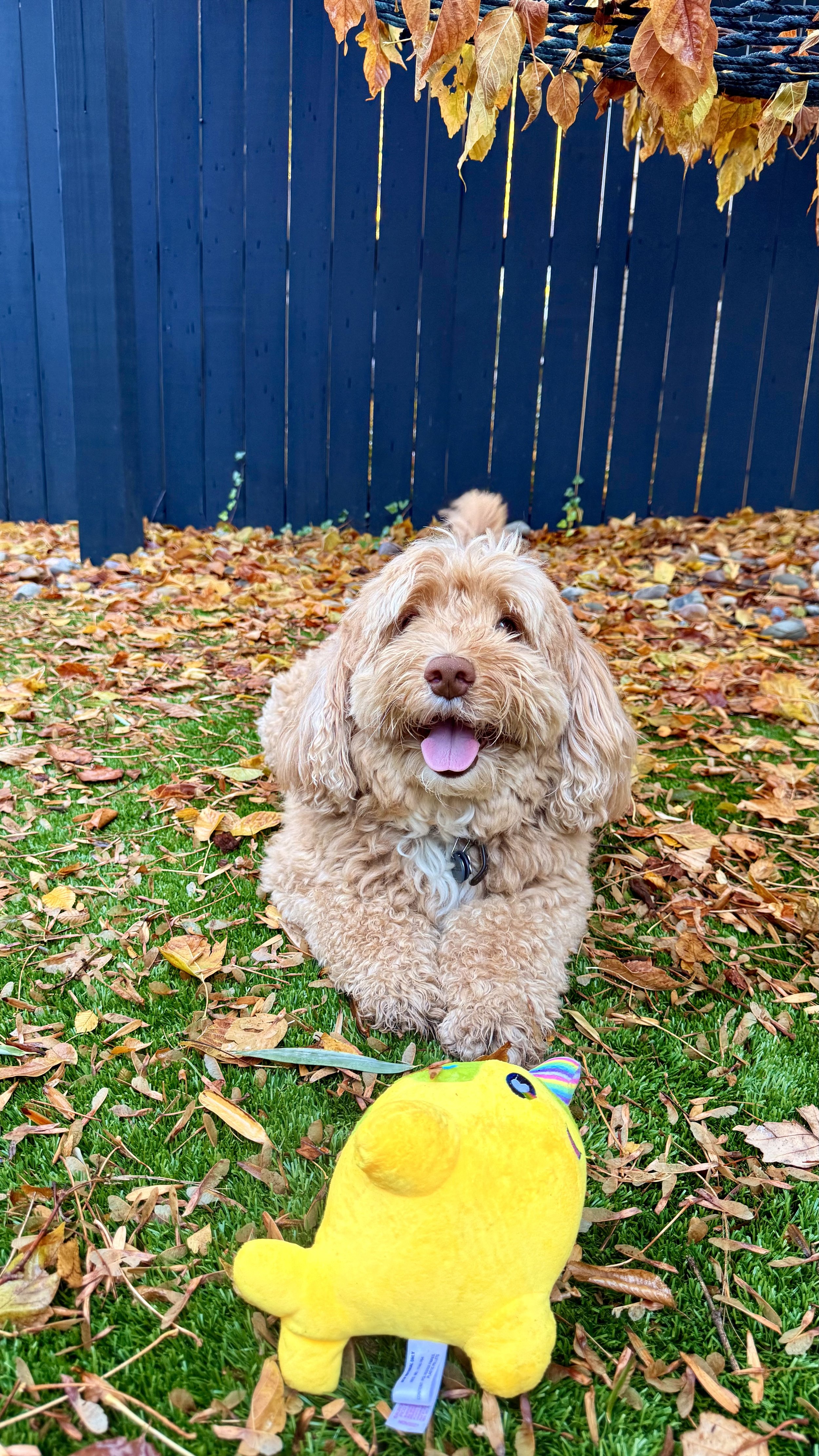 A happy, curly-haired dog with its tongue out, lying on a lawn with autumn leaves, in front of a blue fence and a hanging vine with orange leaves.
