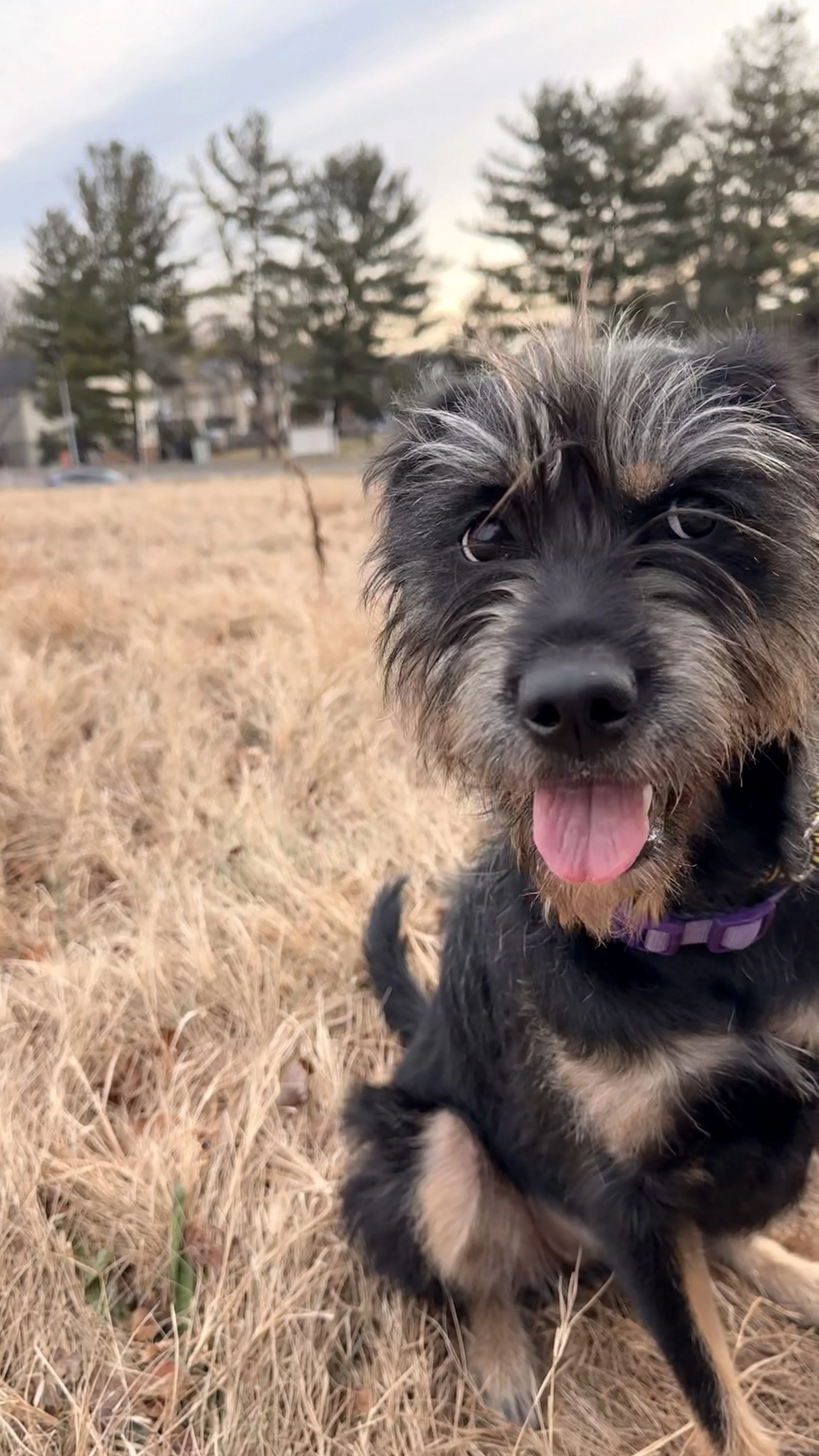 A happy black and gray puppy with a purple collar sitting on dry grass in a park with trees and houses in the background.