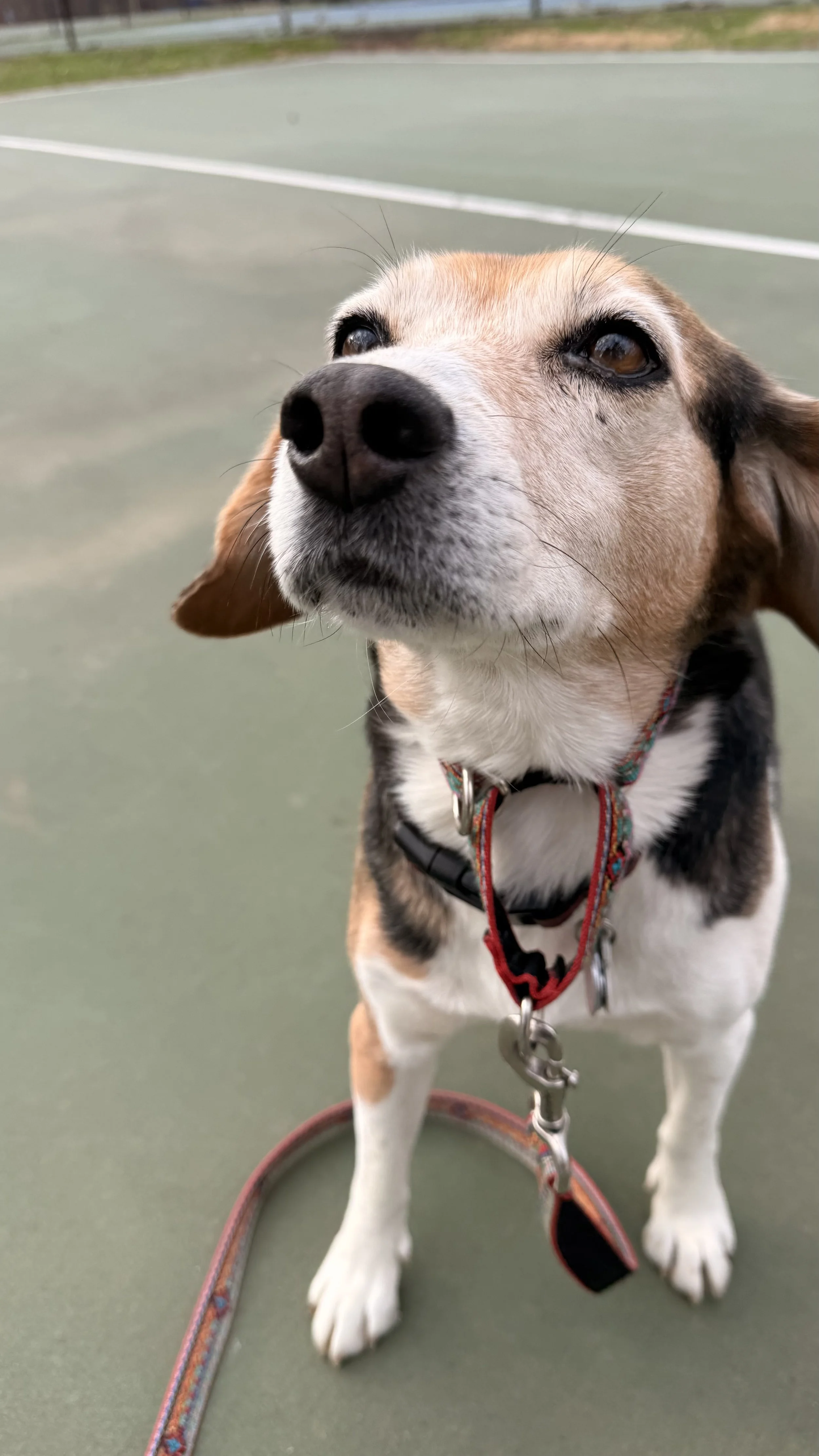 Close-up of a beagle dog on a leash at a tennis court, looking slightly upward with a curious expression.