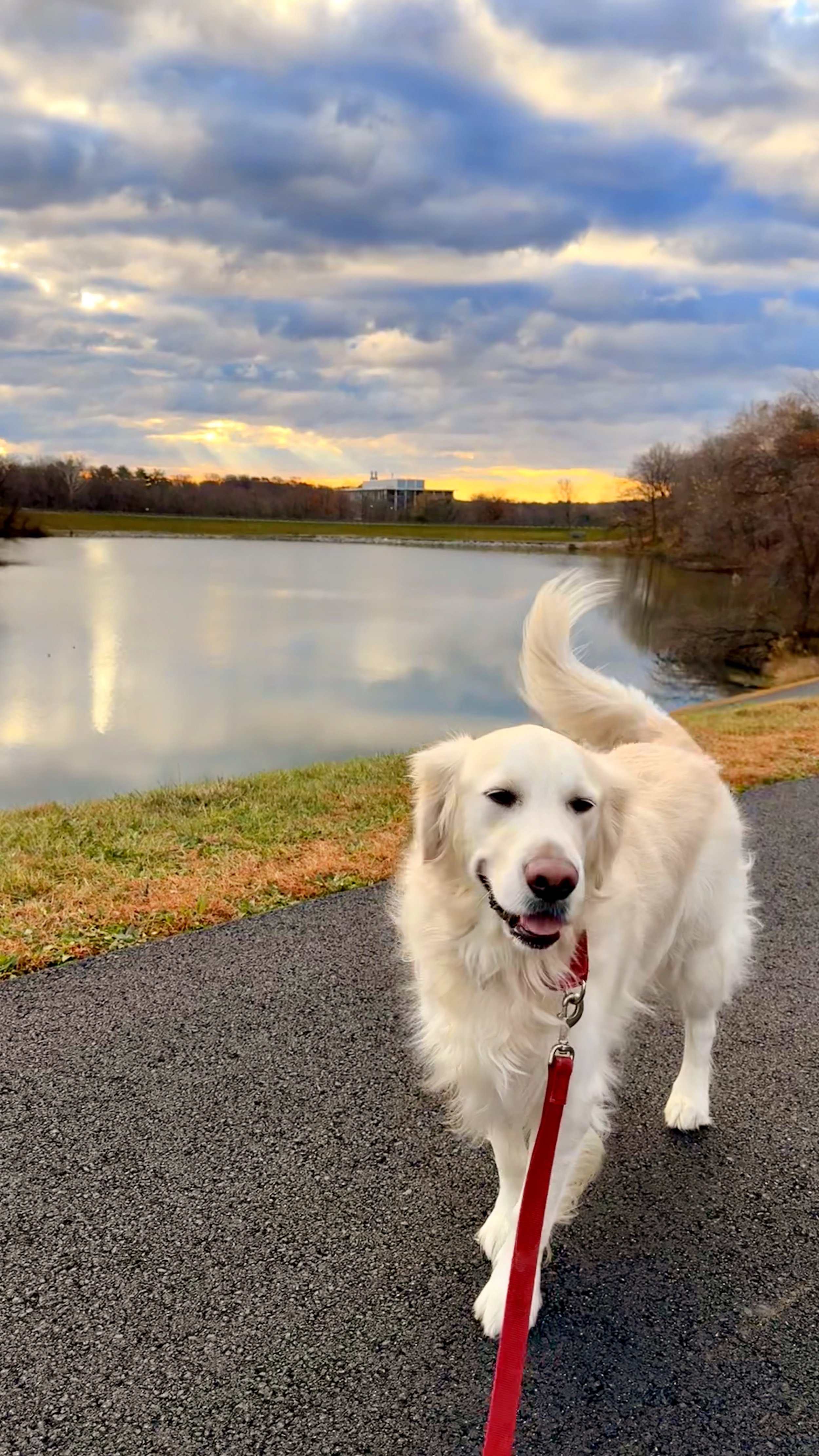 A happy white dog on a leash walking on a paved path near a body of water during a sunset with a partly cloudy sky.