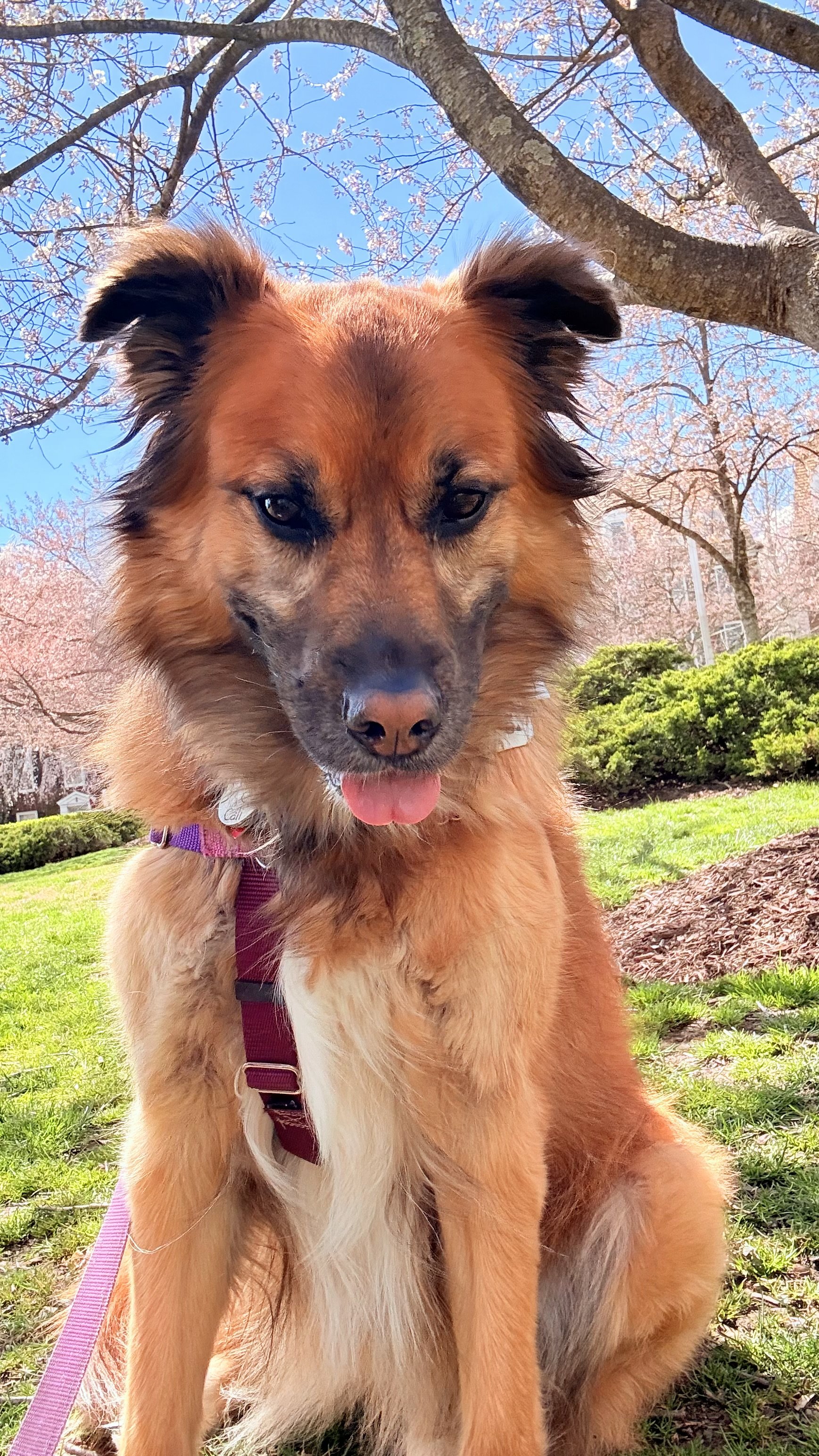 Happy brown dog with white chest and paws sitting on grass in a park with cherry blossom trees and blue sky in the background.