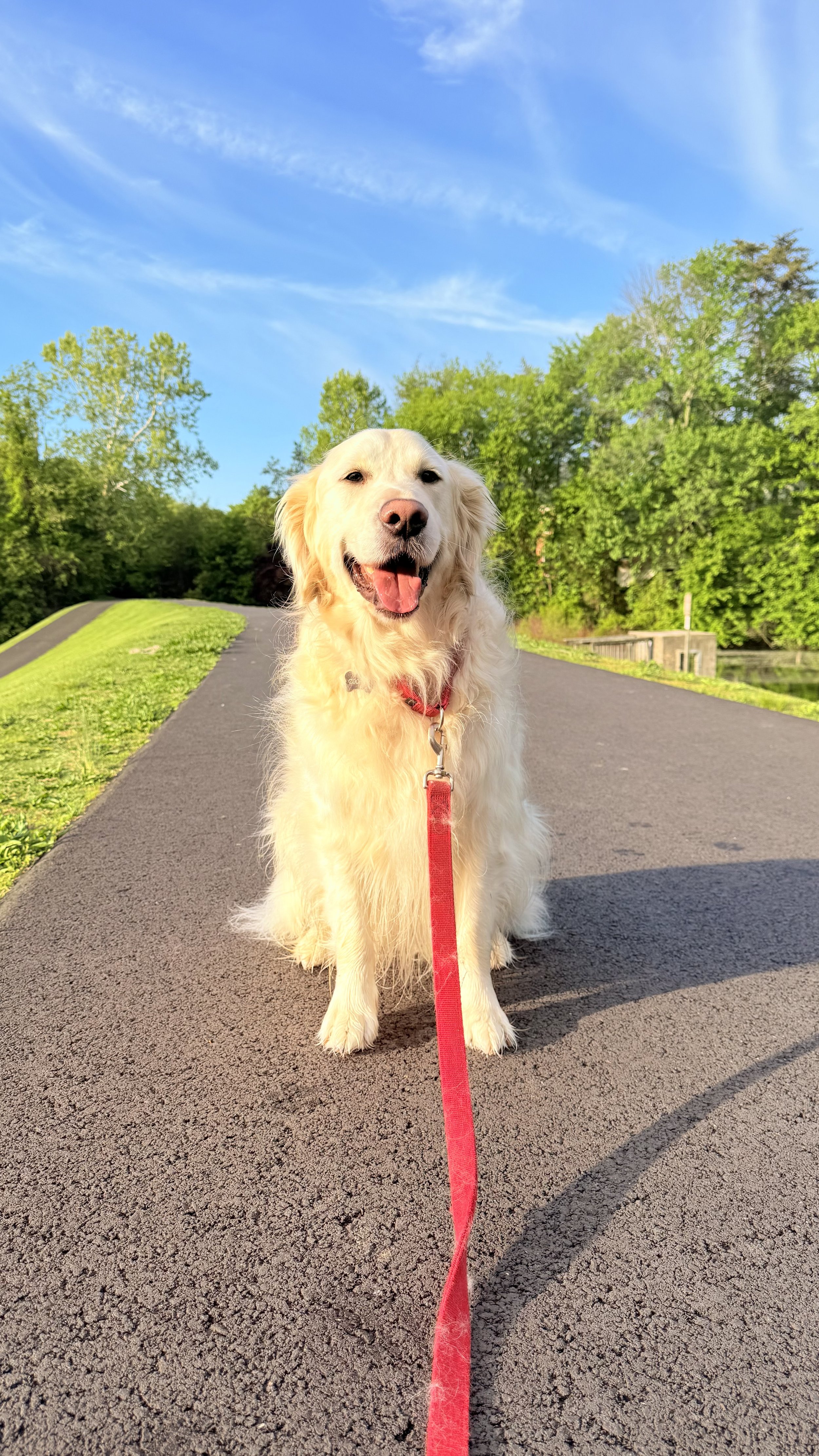 Cooper, a happy golden retriever, is sitting on a paved path in a park with green trees and a blue sky by the Inspiration Lake of the Kentlands, Gaithersburg, MD. 